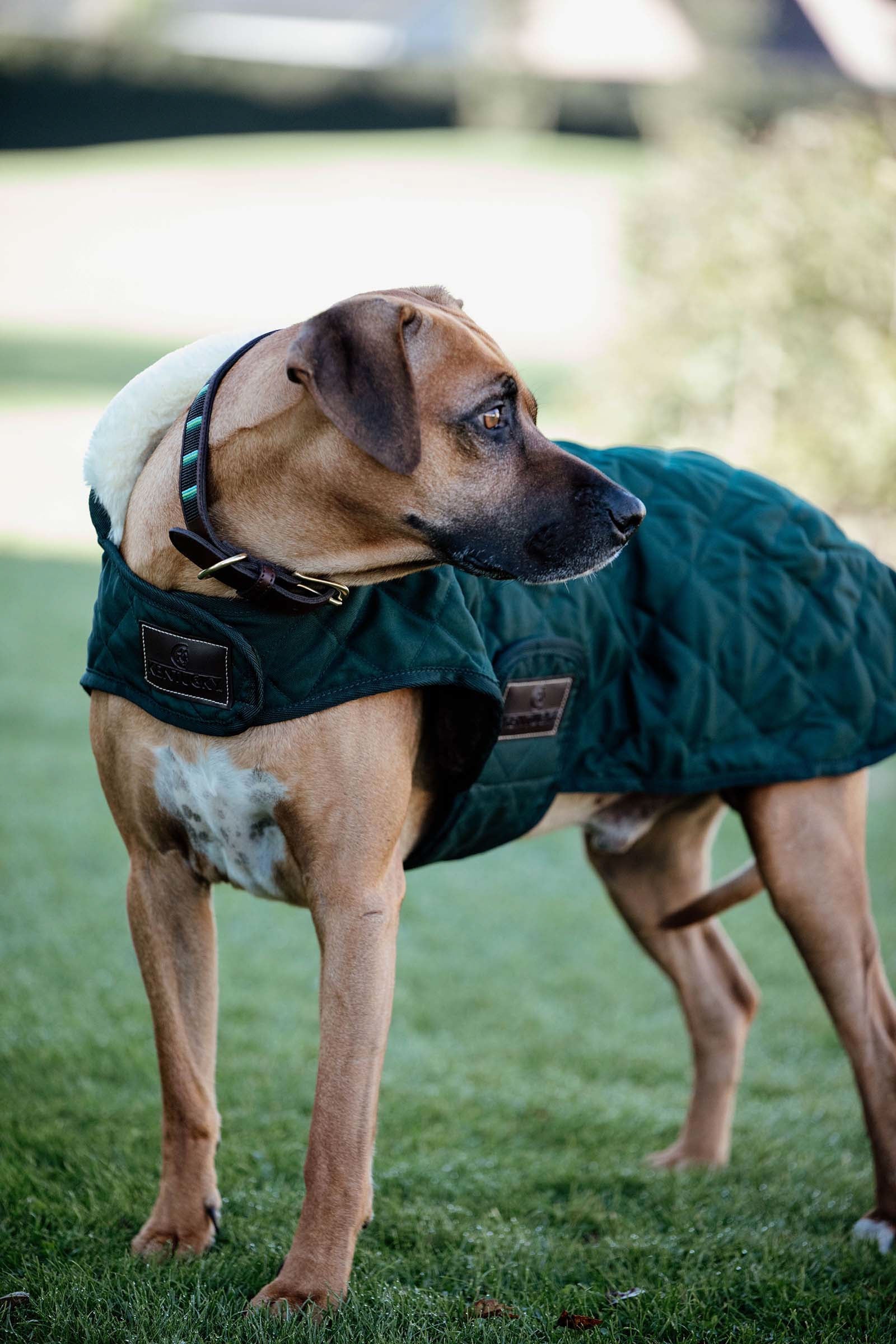 Kentucky Dogwear hundefrakke Hund