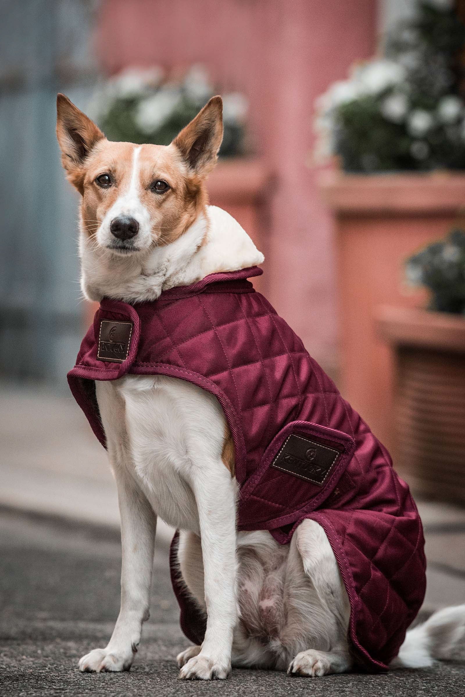 Kentucky Dogwear hundefrakke Hund