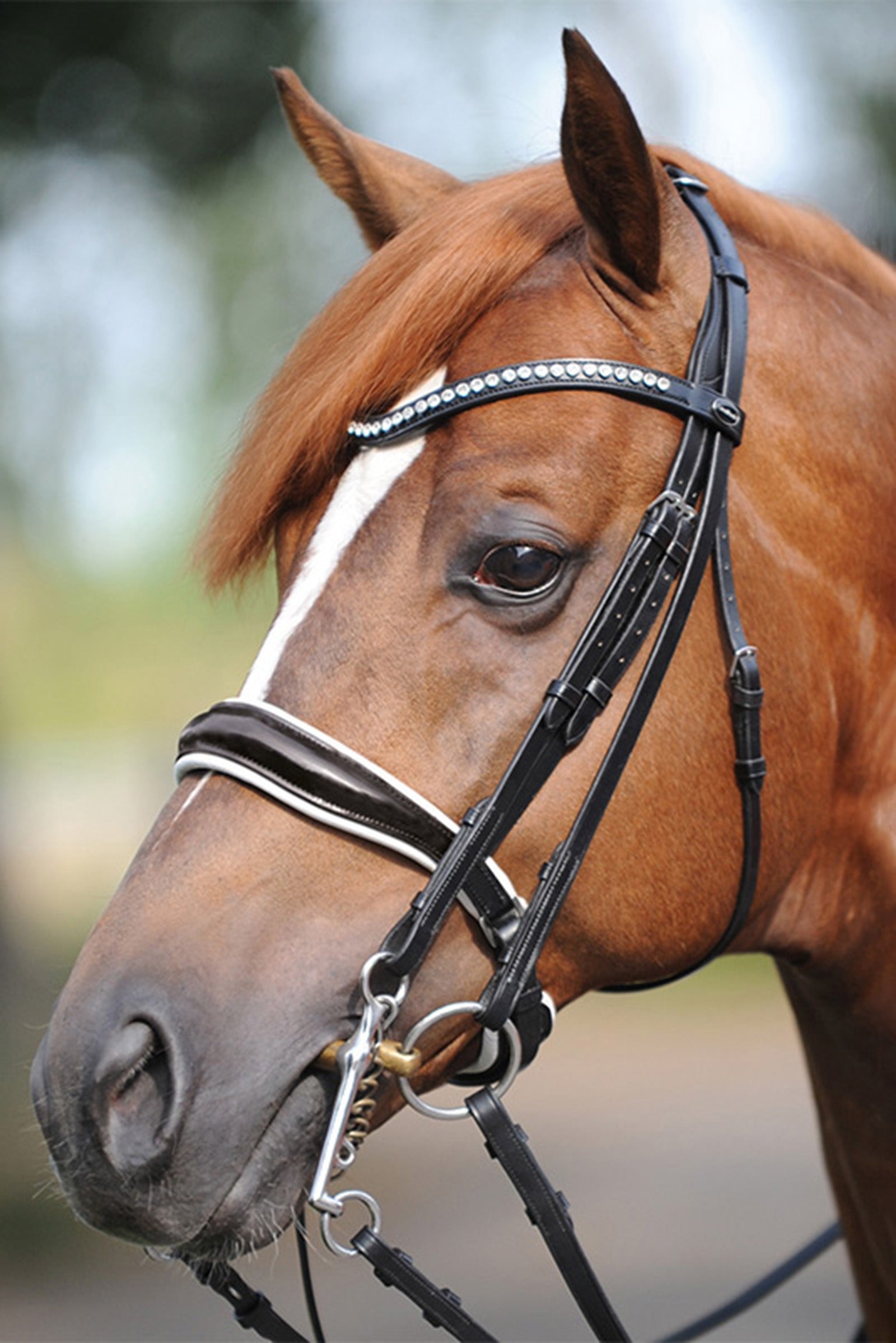 Kavalkade Weymouth bridle Antonia, crank noseband Bridles & Reins