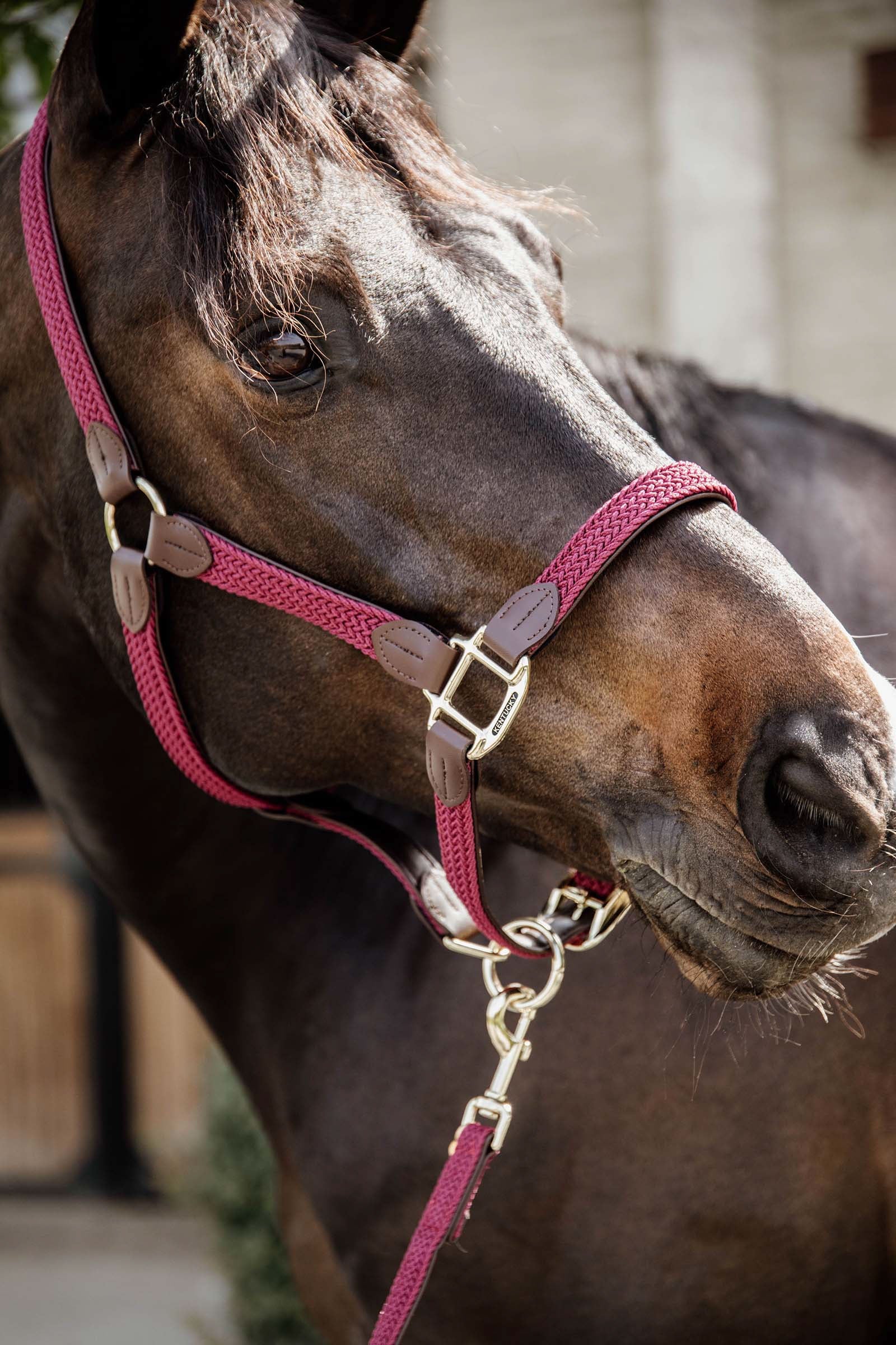 Kentucky Horsewear Kentucky Plaited Nylon Halter Halters & Leads