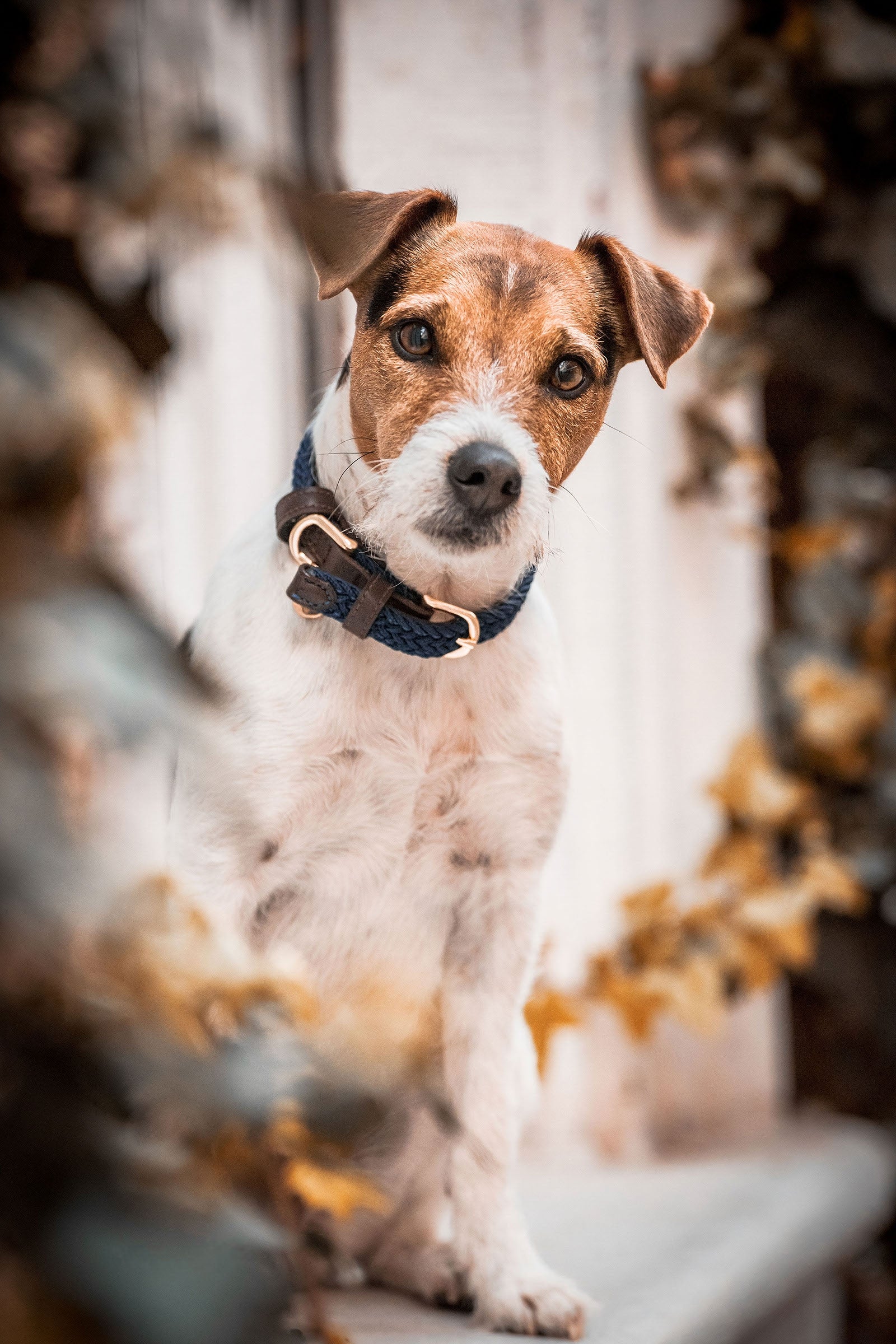Kentucky Dogwear flettet nylonhundehalsbånd Hund