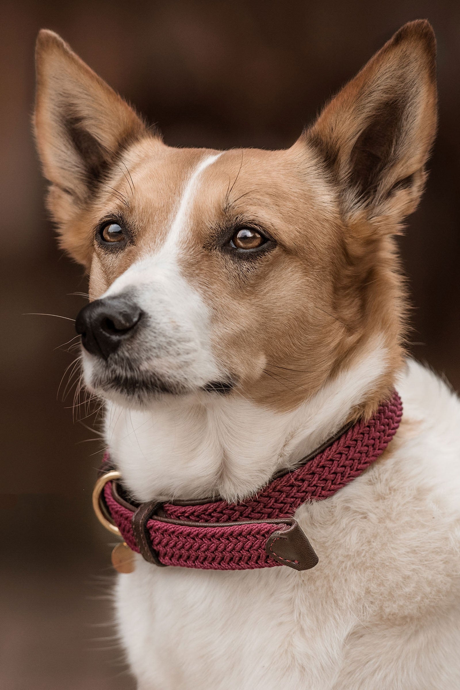 Kentucky Dogwear flettet nylonhundehalsbånd Hund