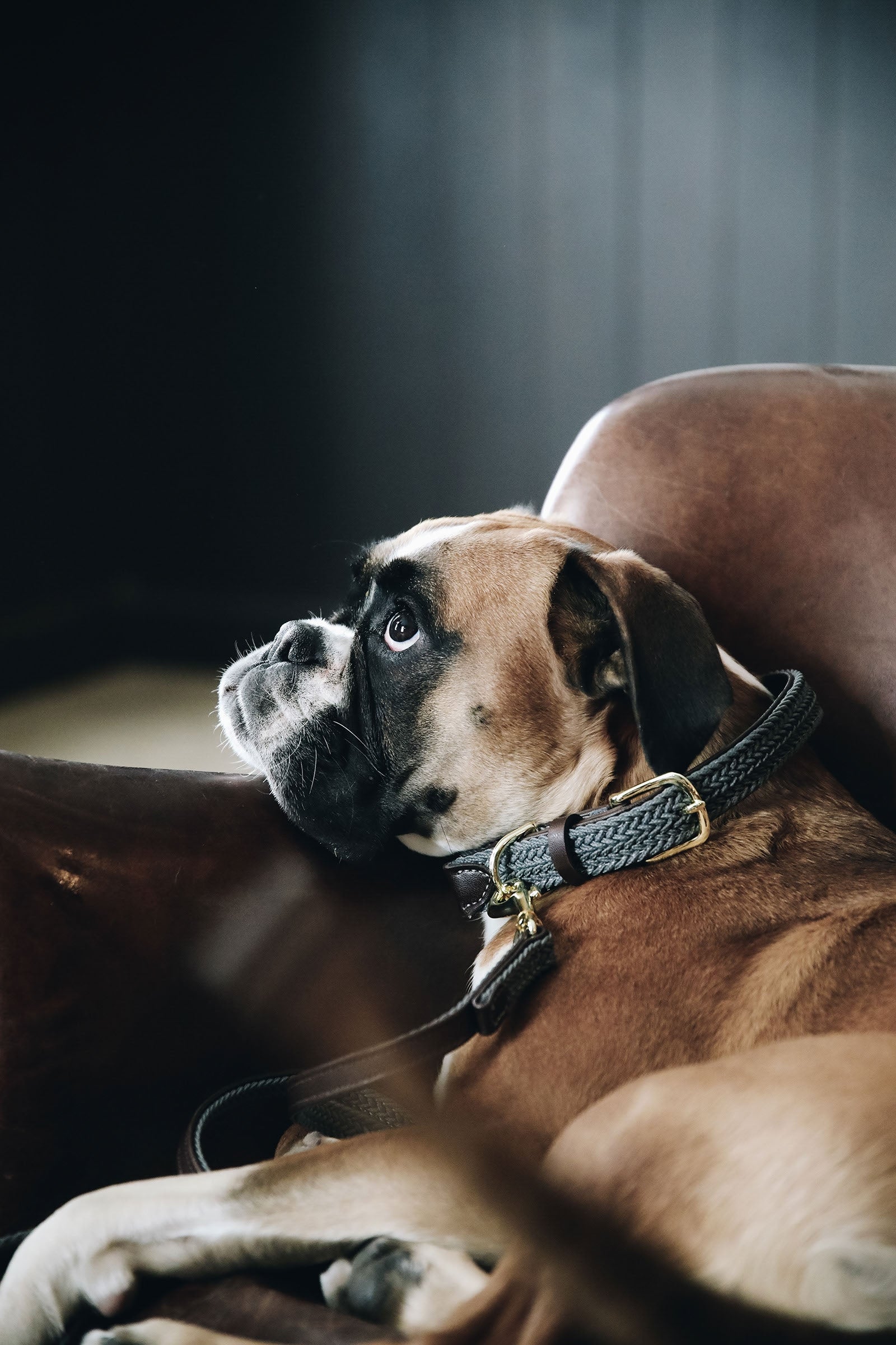 Kentucky Dogwear flettet nylonhundehalsbånd Hund