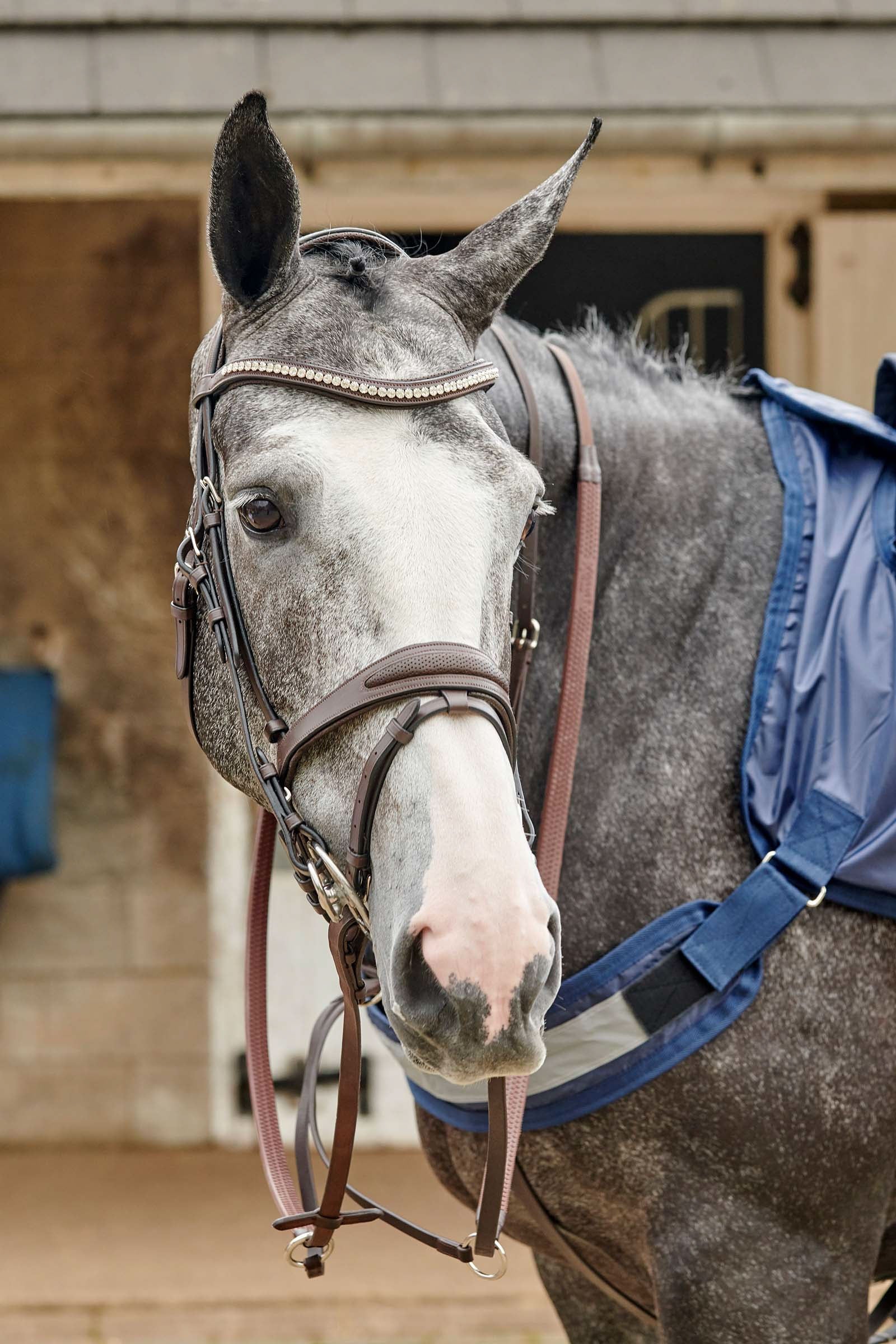 John Whitaker Chicago Perforated Bling trense. Trenser & tøjler