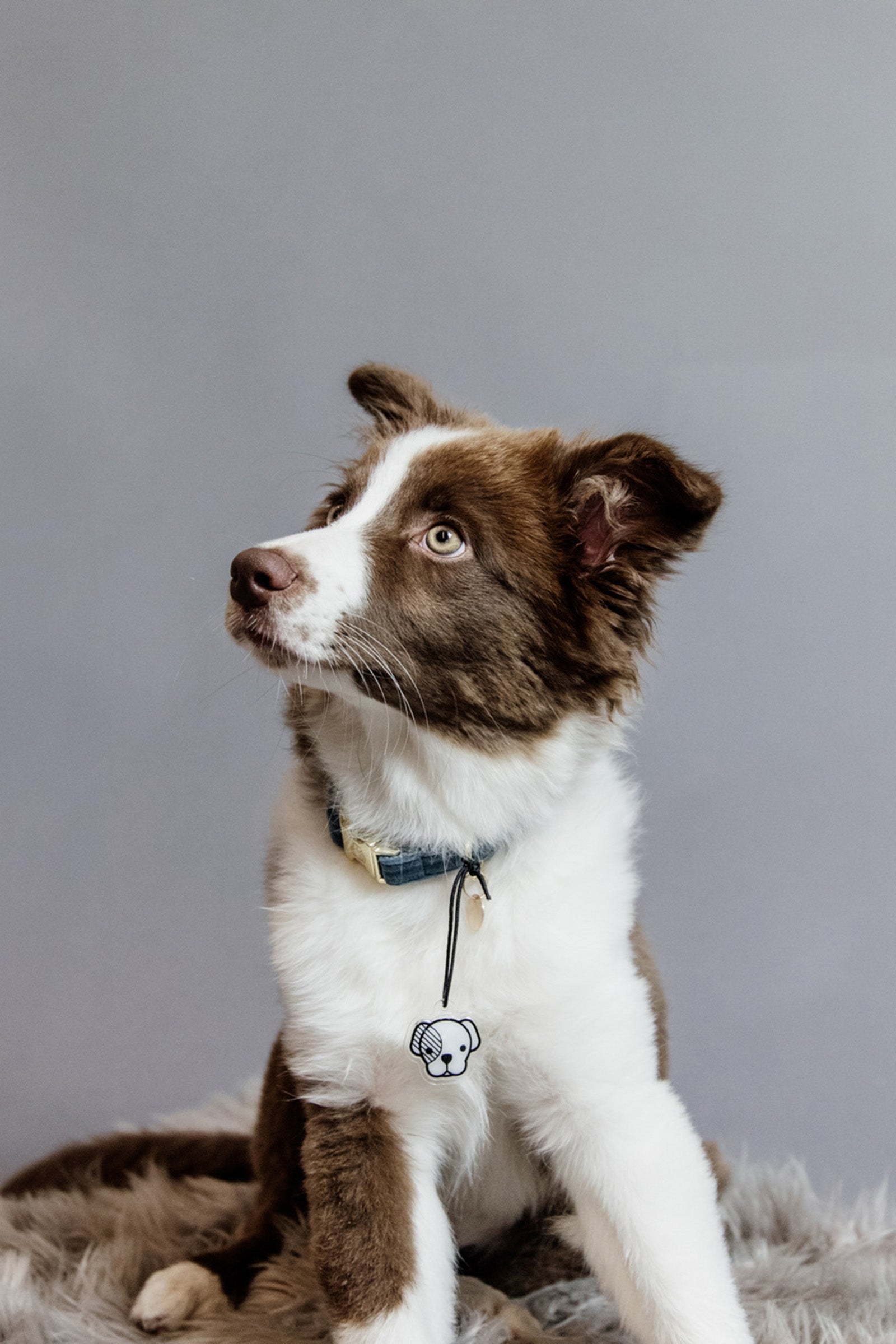 Kentucky Dogwear Dog Collar Velvet halsbånd Hund