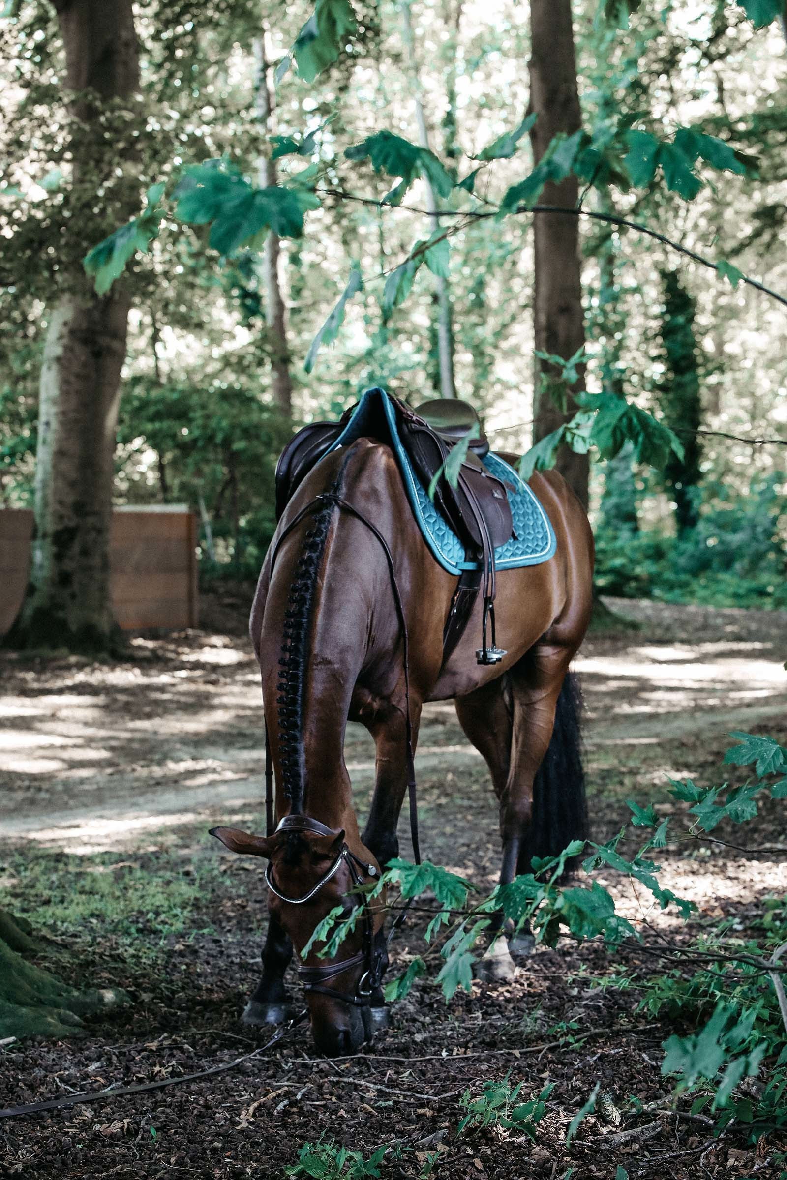 Kentucky Horsewear Velvet Jumping Saddle Pad Saddle Pads