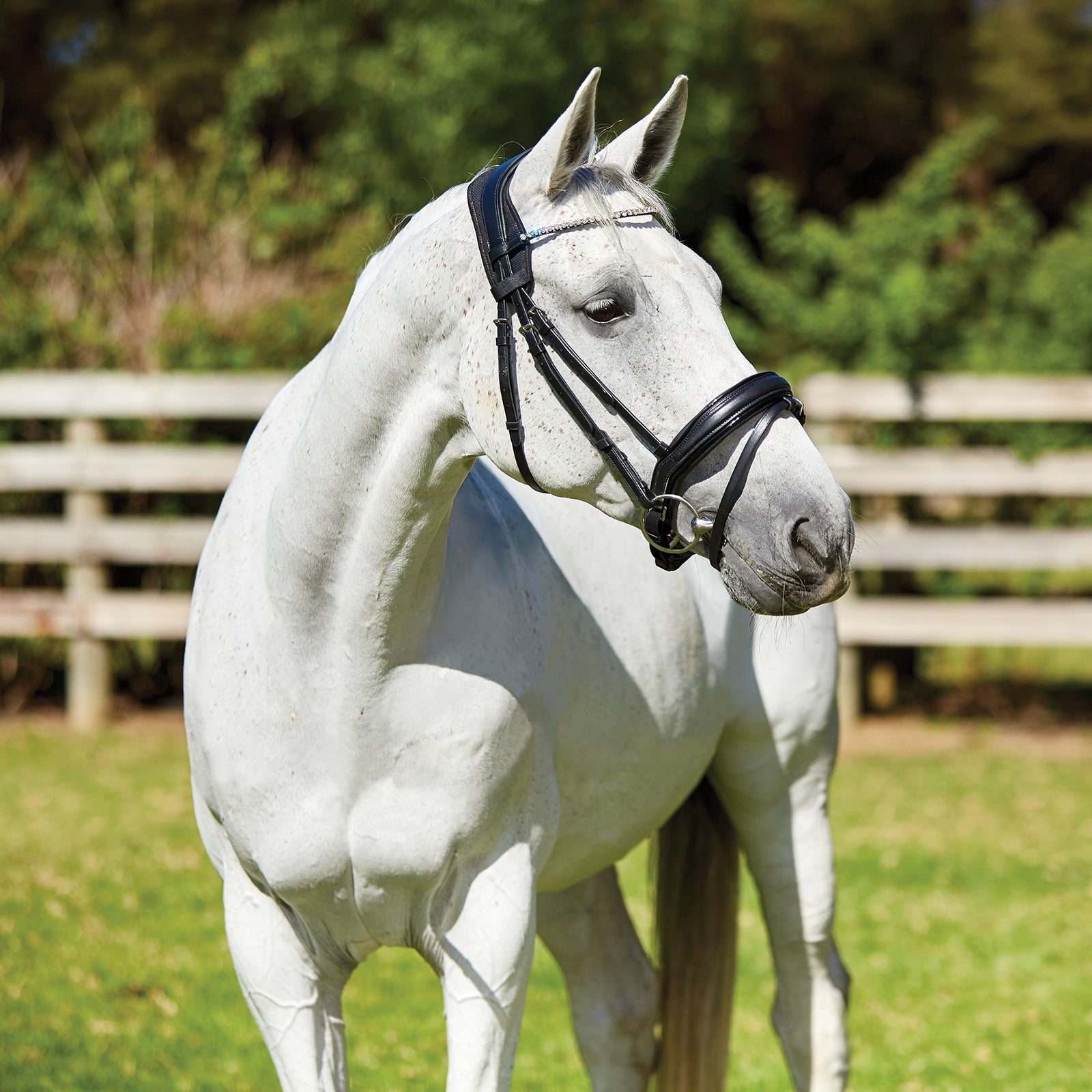 Weatherbeeta Therapy-tec Anatomisk Nakkebånds polstring Trenser & tøjler