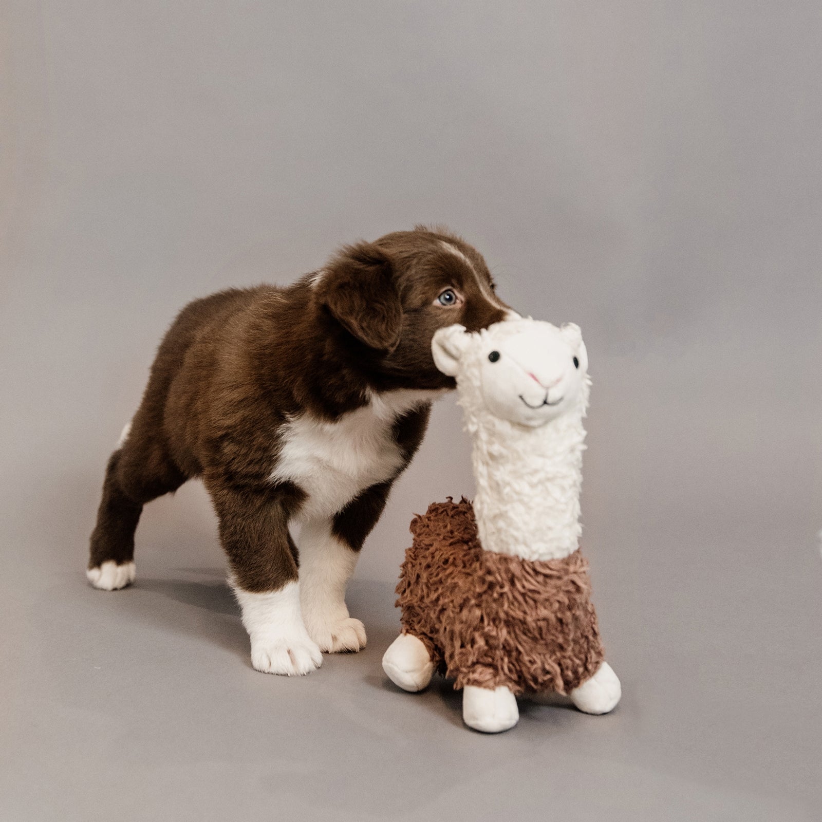 Kentucky Dogwear Alpaca hundelegetøj Hund