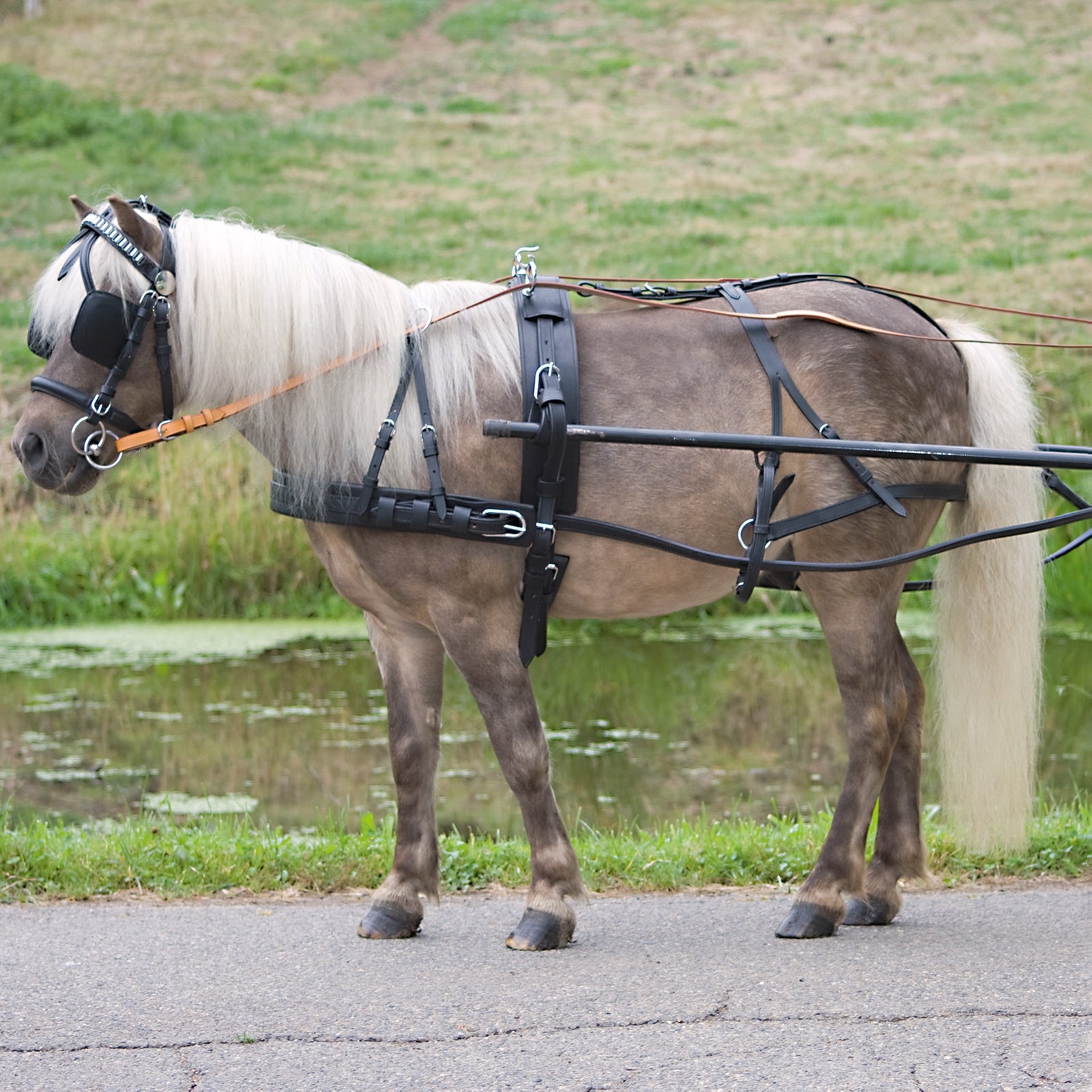 Waldhausen Economic Single seletøj pony og shetter Trav/monte/galop