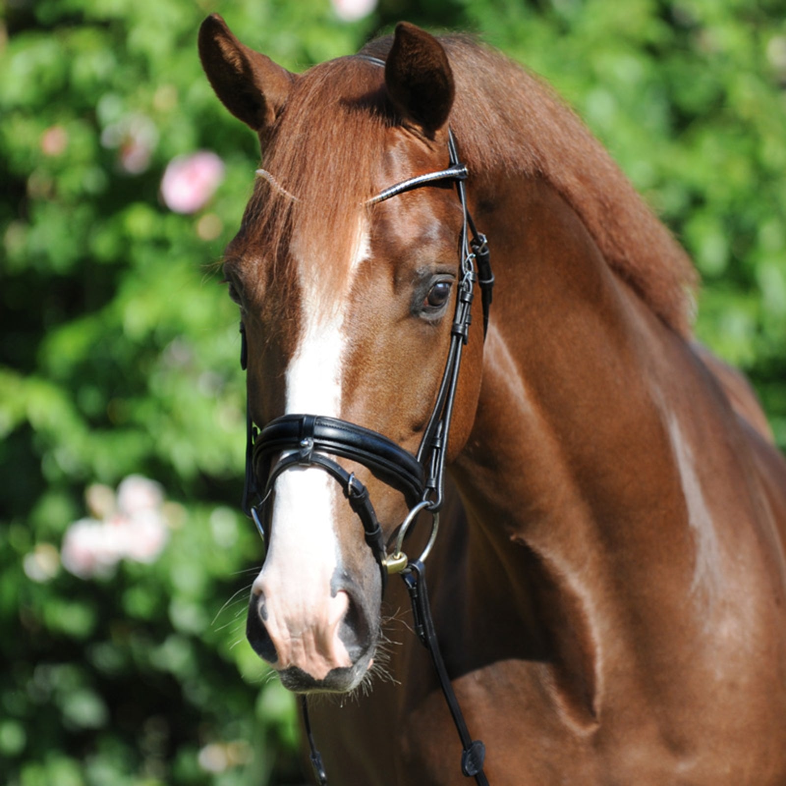 Kavalkade Clinchesse Bridle Trenser & tøjler