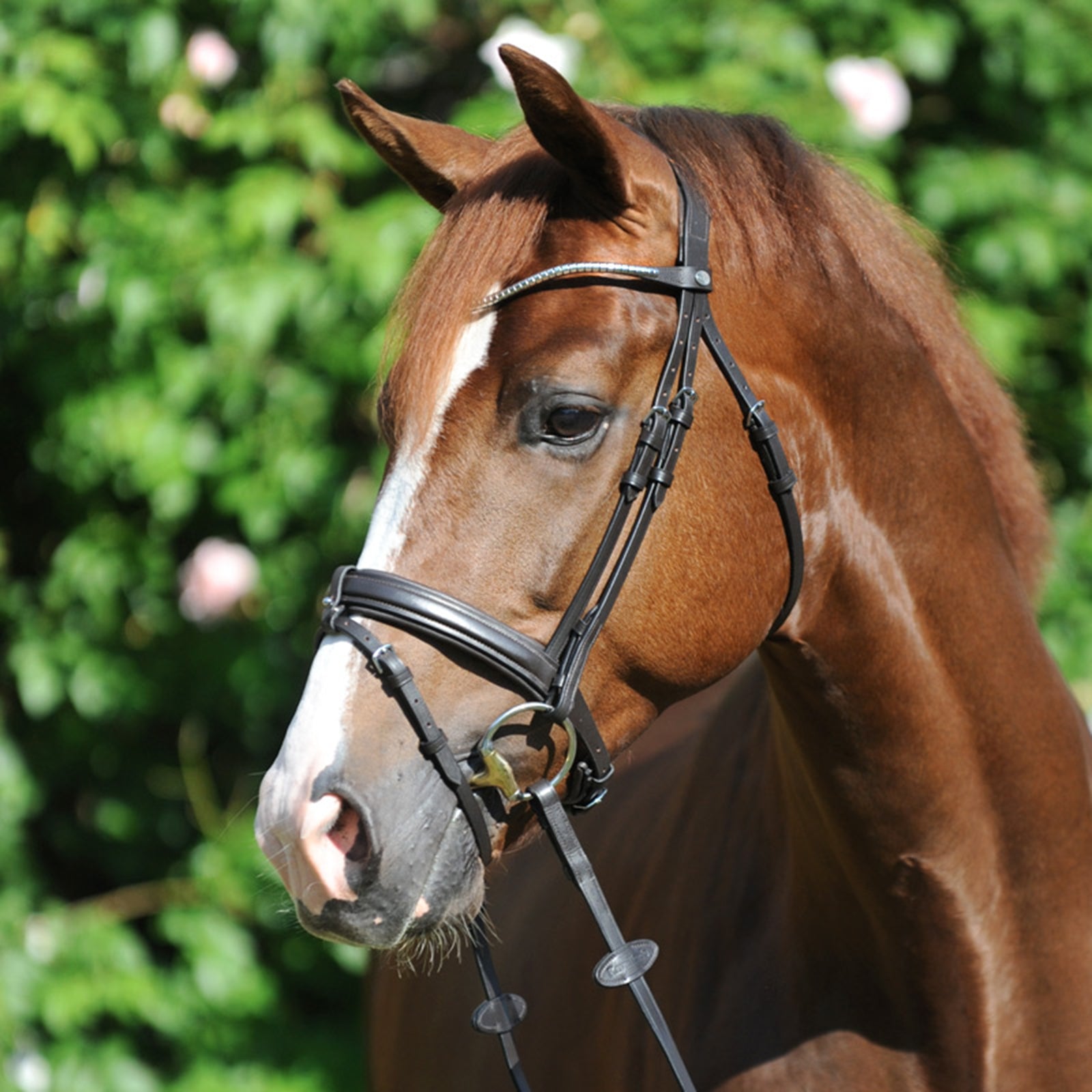 Kavalkade Clinchesse Bridle Trenser & tøjler