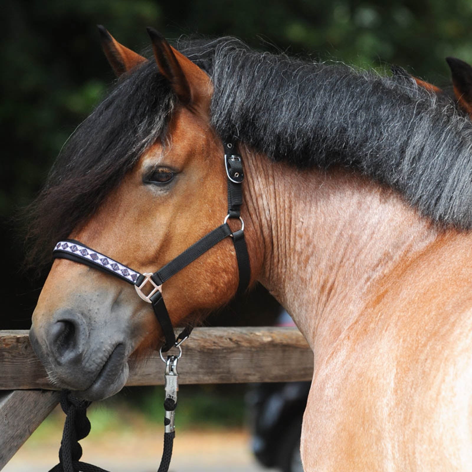 Kavalkade Draft Horse Classic Grime Grimer & Træktove