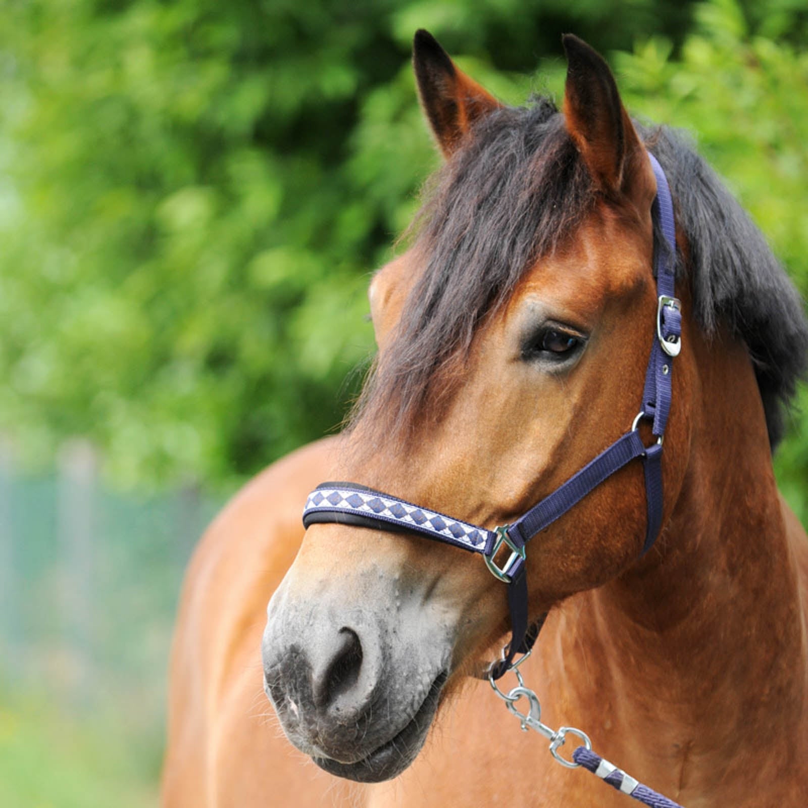 Kavalkade Draft Horse Classic Grime Grimer & Træktove