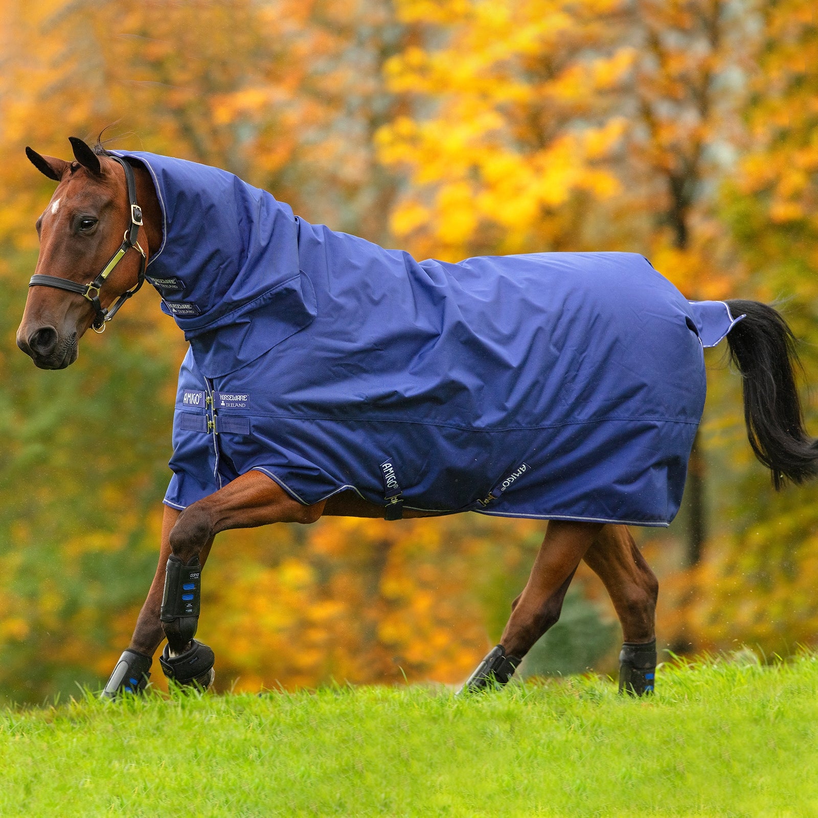 Horseware Amigo Hero 900 All-In-One Overgangsdækken med integreret hals, 200 gr Hestedækken