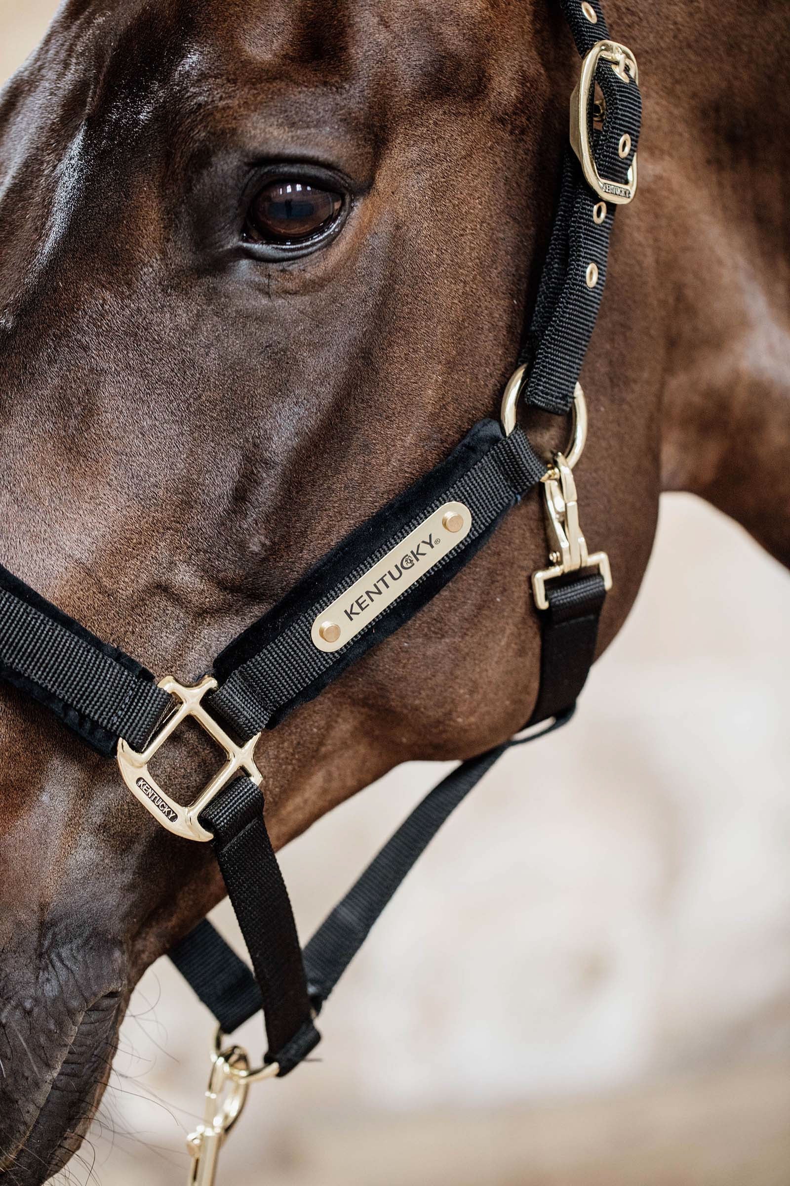 Kentucky Horsewear Velvet Halter Halters & Leads