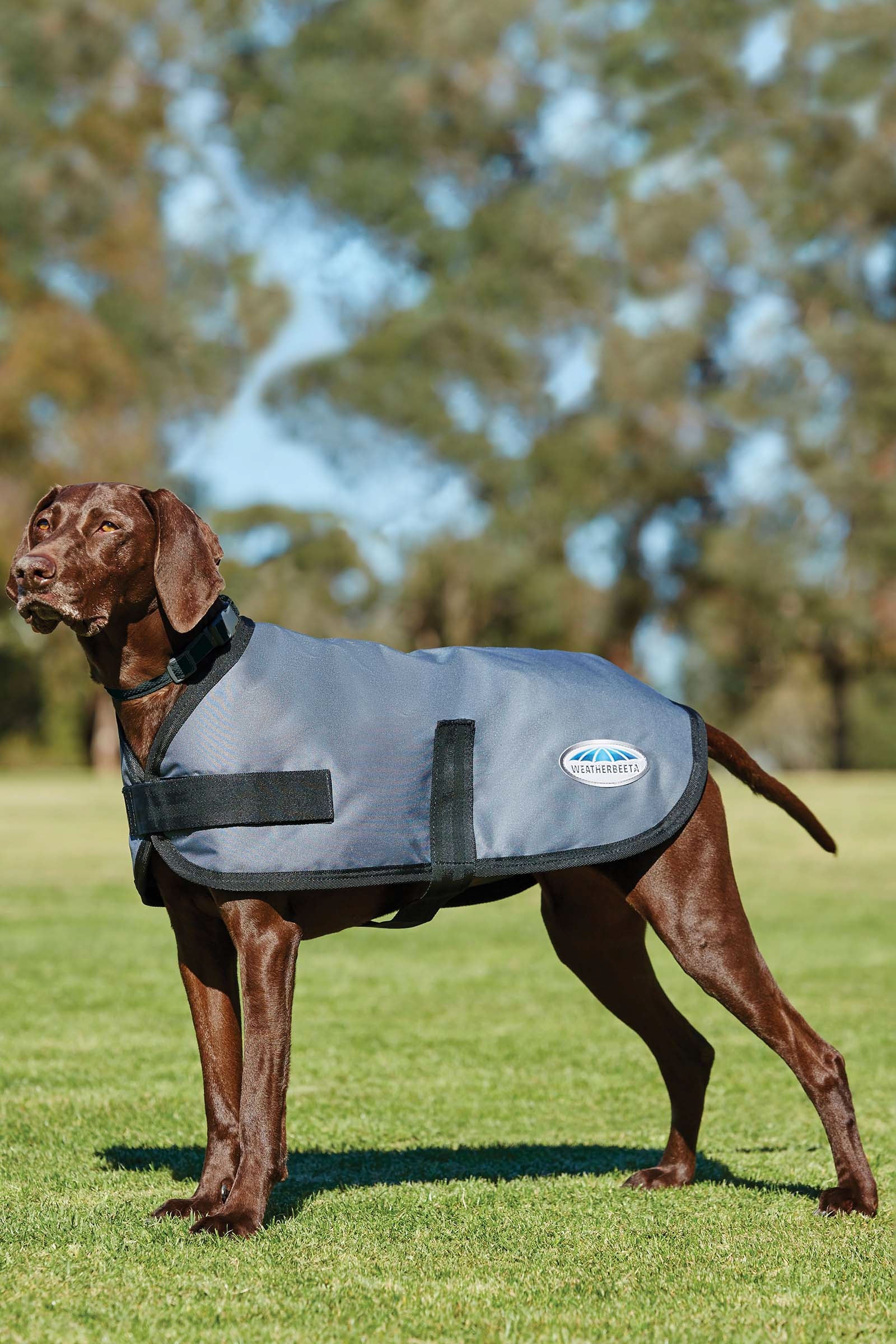 Weatherbeeta Comfitec Classic hundefrakke (25-40 cm) Hund