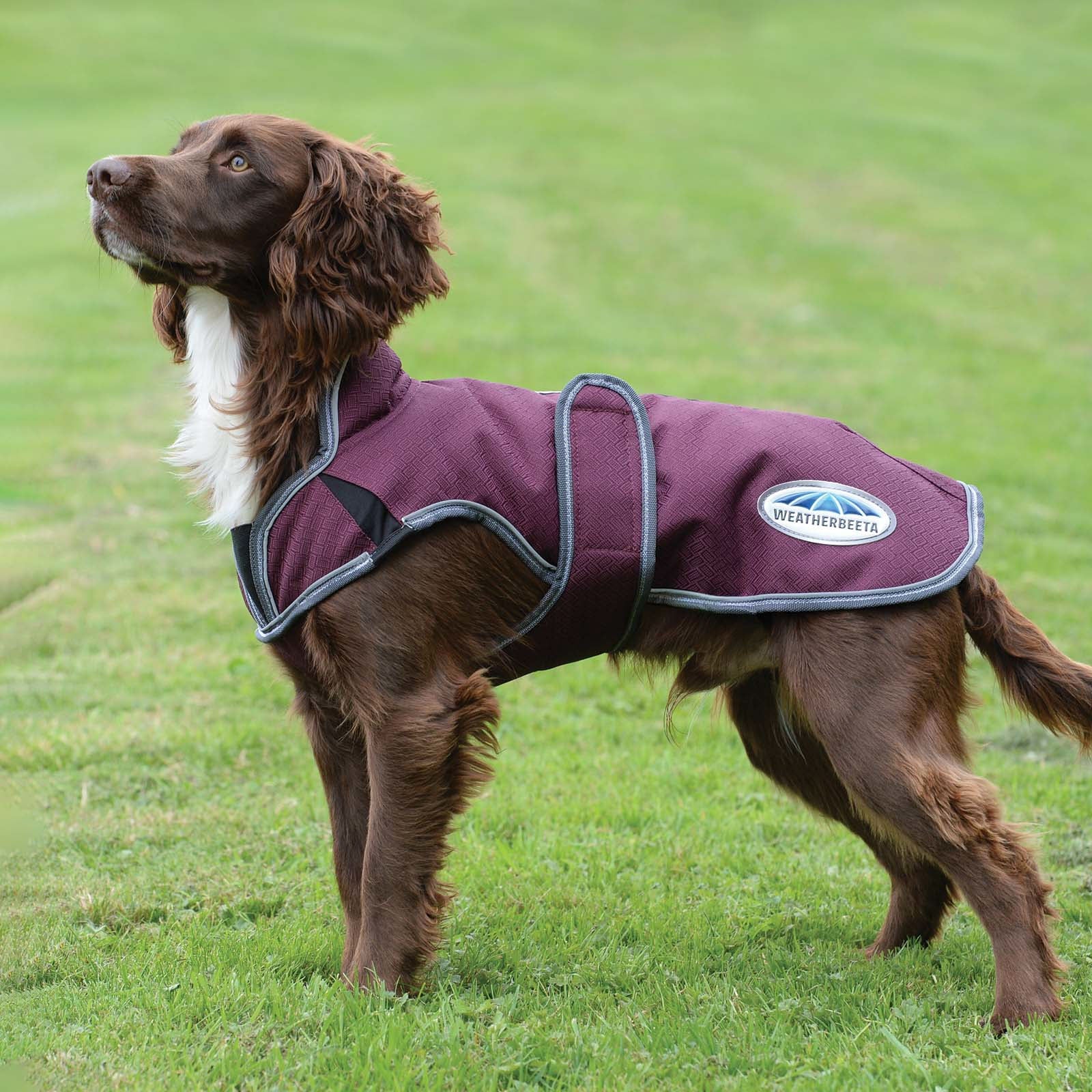 Weatherbeeta Comfitec Premier Free Parka Deluxe hundefrakke, 220 gr Hund