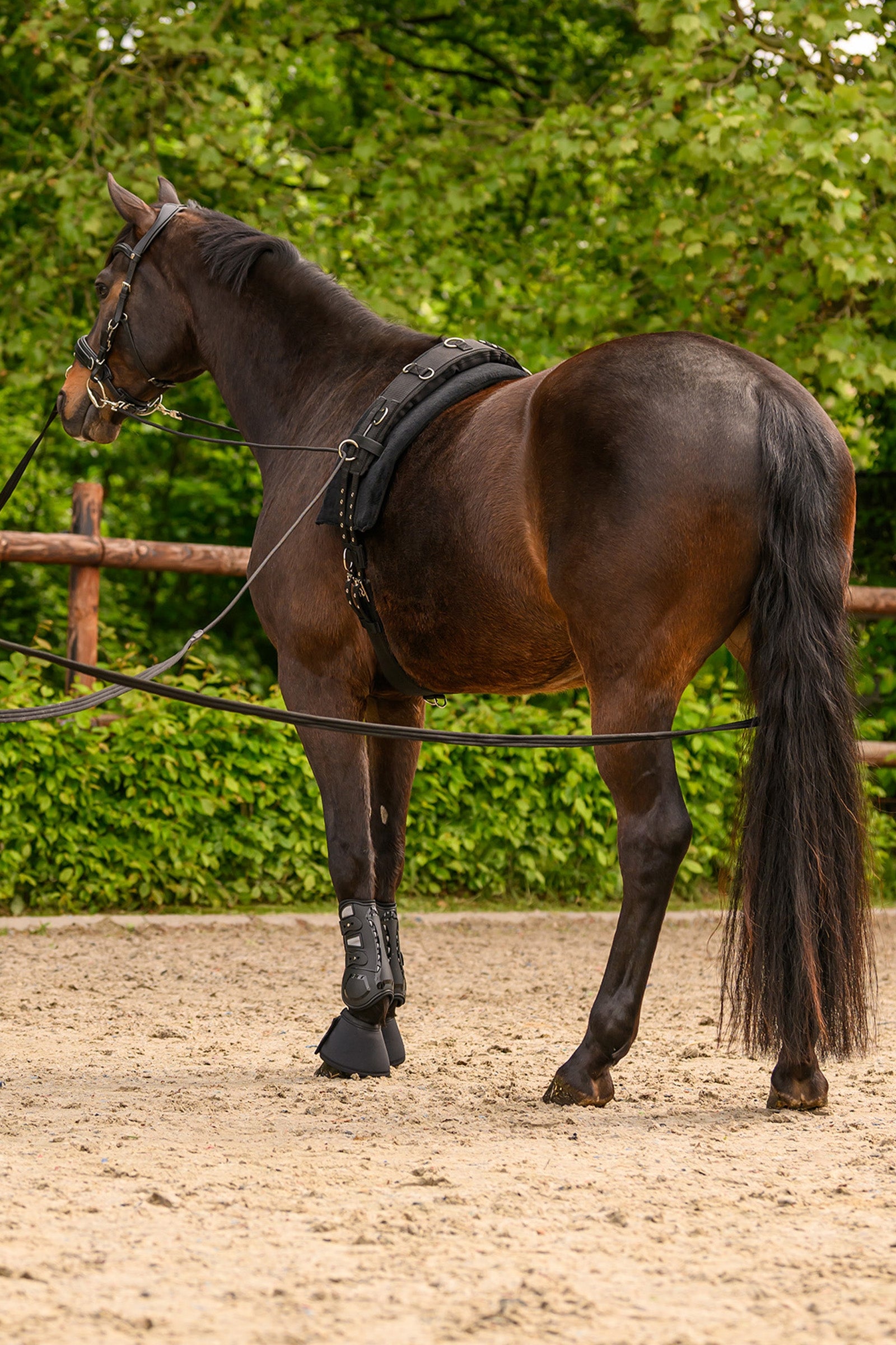 Waldhausen Double Lunge Line Classic Silver Horse Training