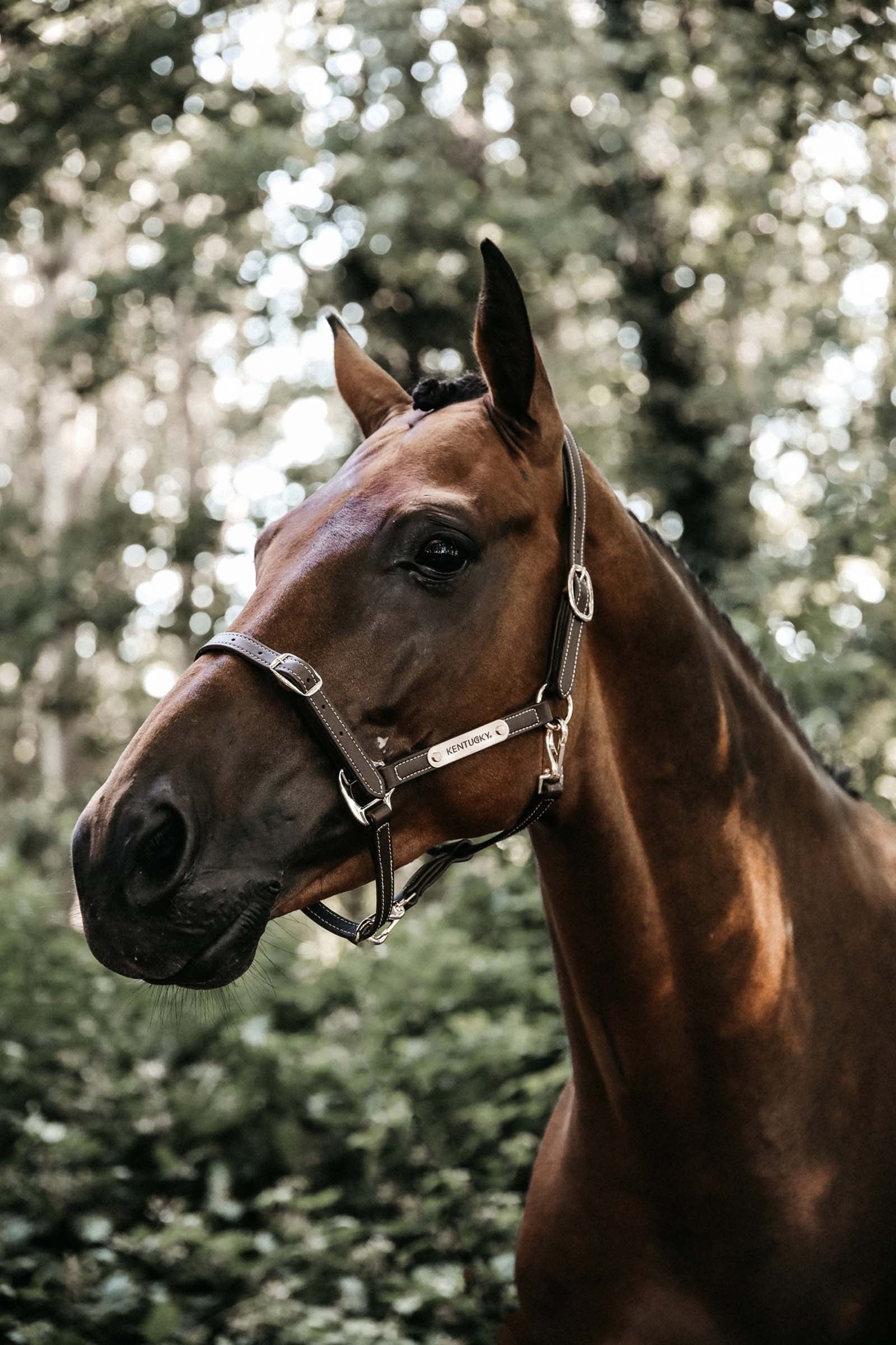 Kentucky Horsewear Flexible Leather Halter Neck Piece Halters & Leads