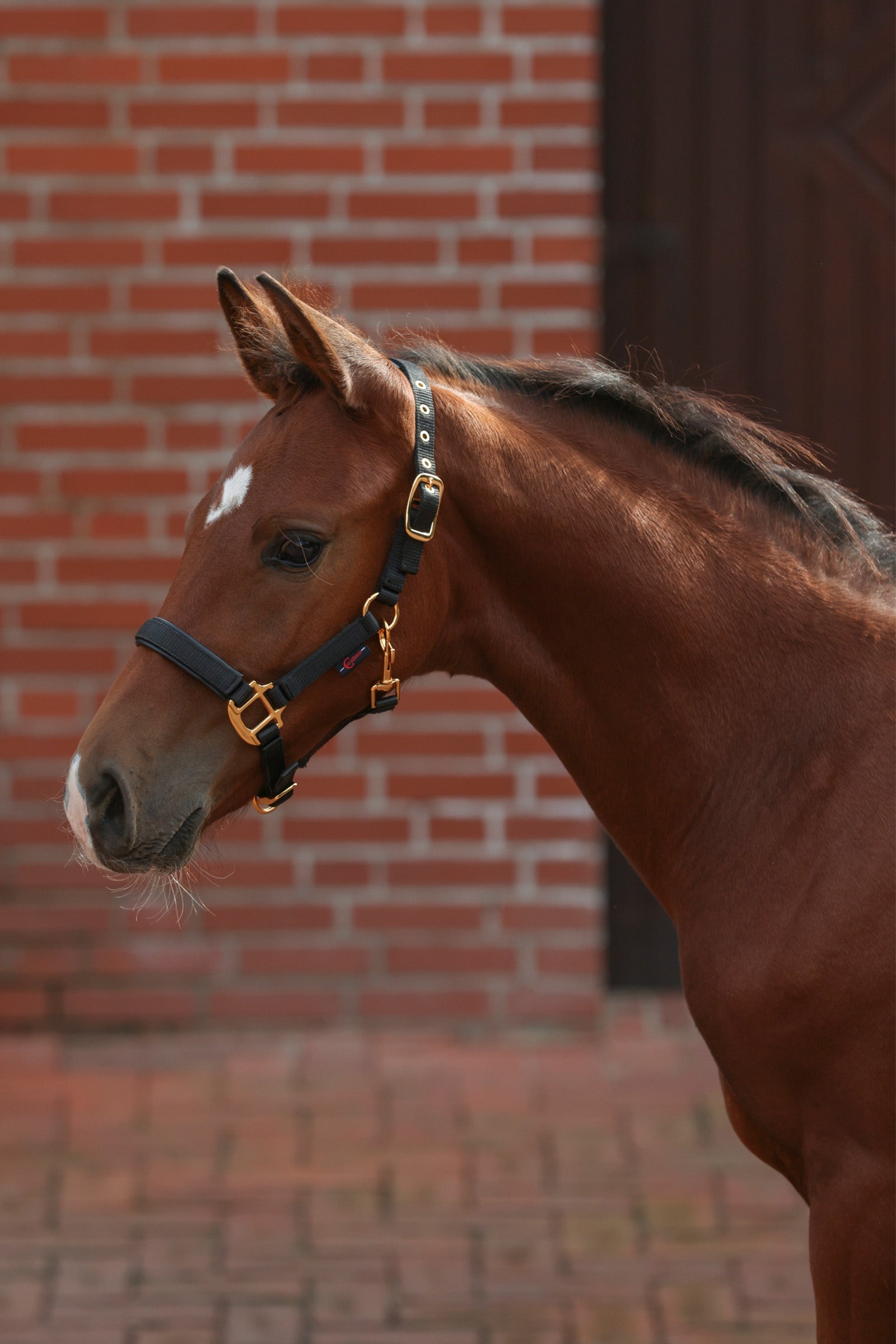 Covalliero Føl grime Grimer & Træktove