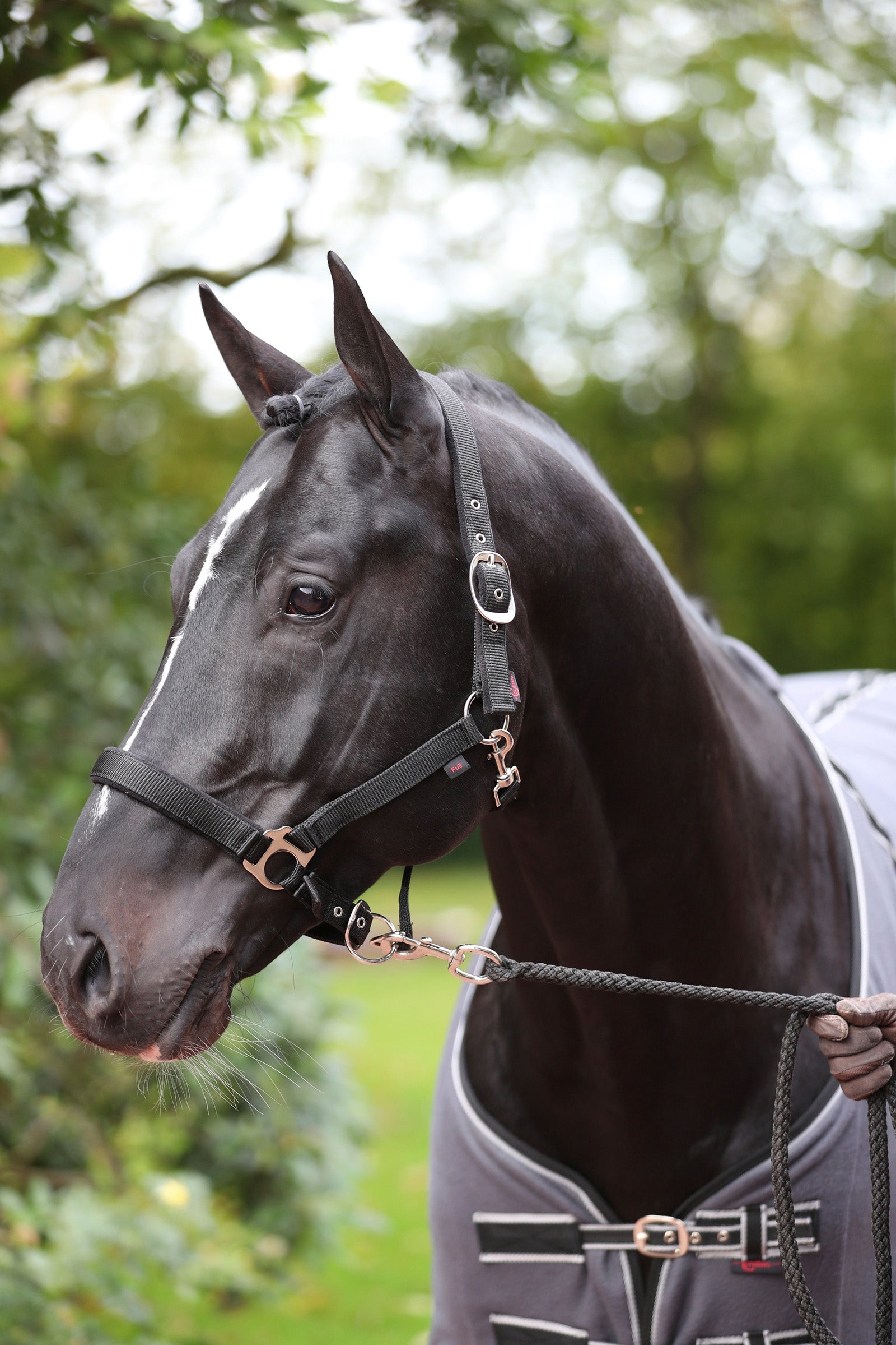 Covalliero Dexter Halter with Fleece Underlay Grimer & Træktove