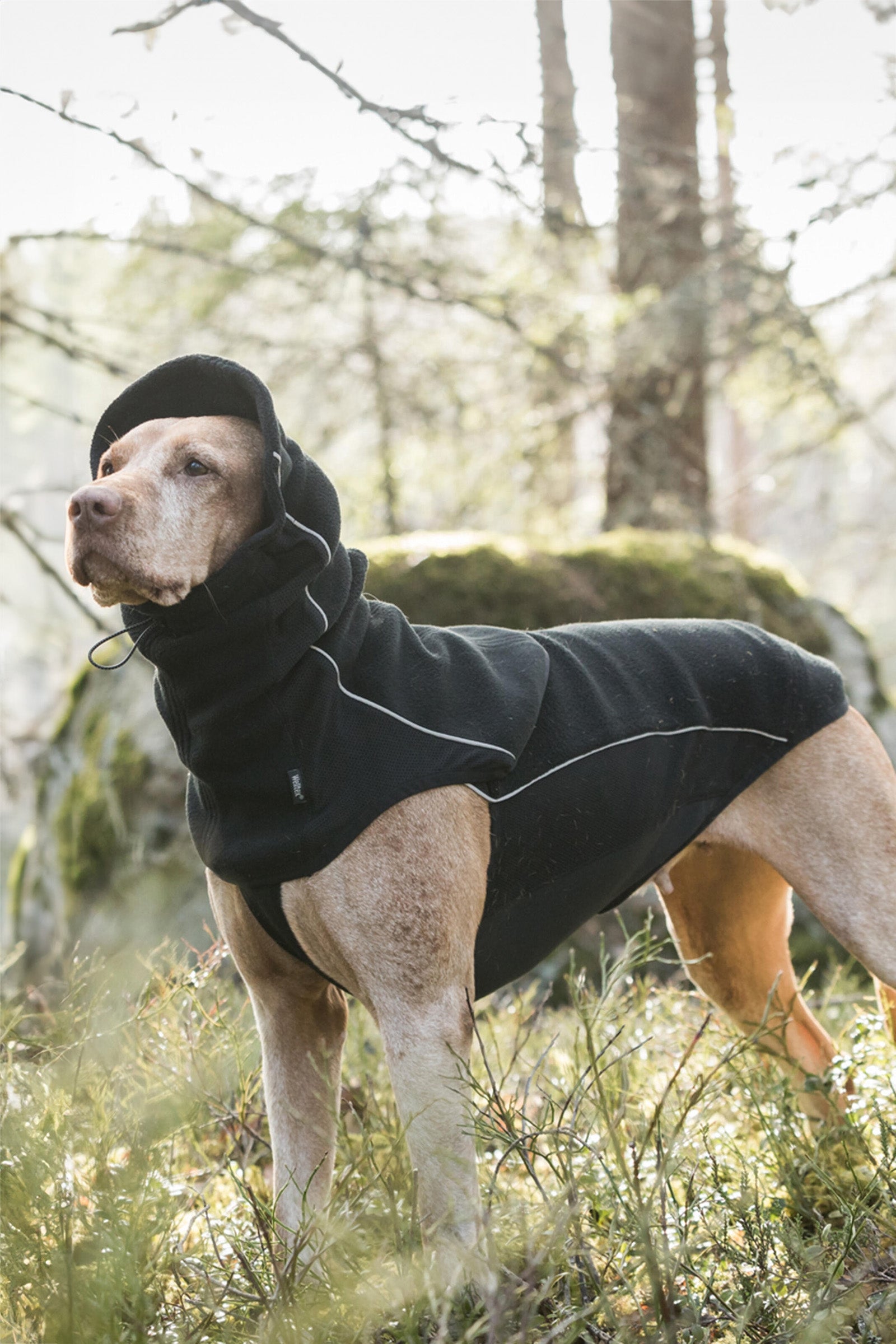 Back on Track Benji Dog Neck Warmer Dog Accesories