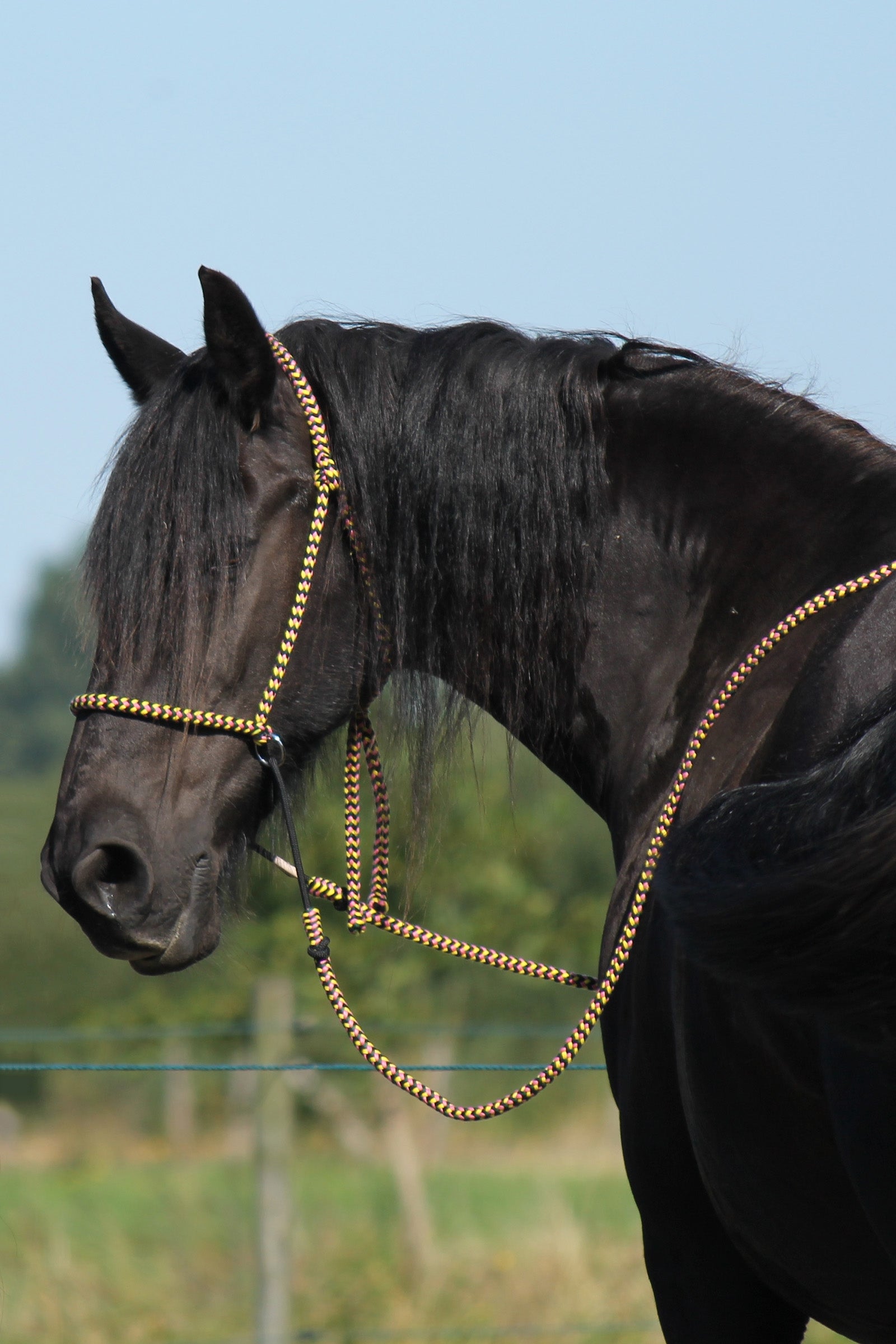 F.R.A. Freedom Riding Articles Igor Bitless Bridle (System 4) Bridles & Reins