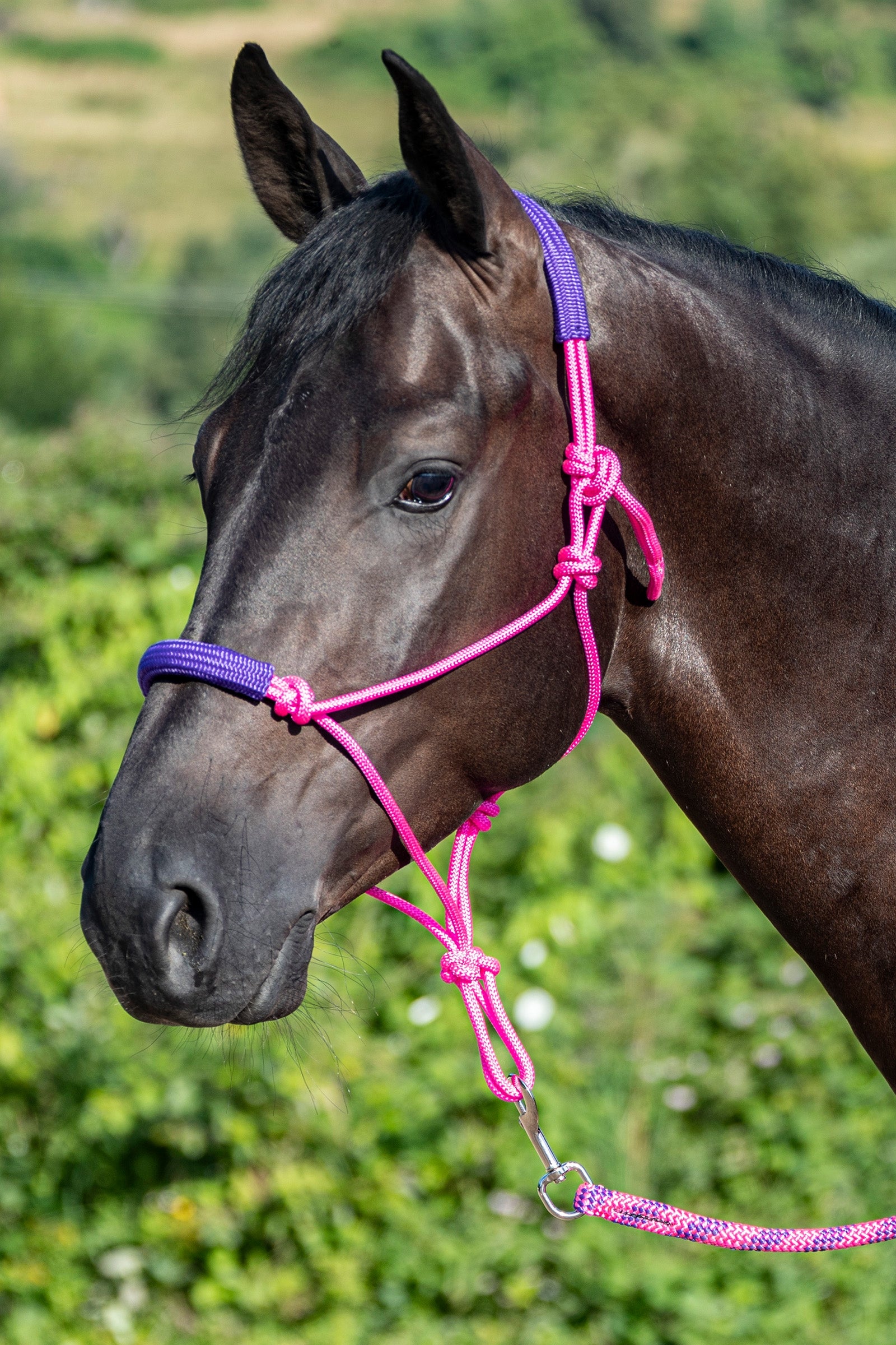 USG Knotted Rope Halter with Matching Lead Rope Grimer & Træktove