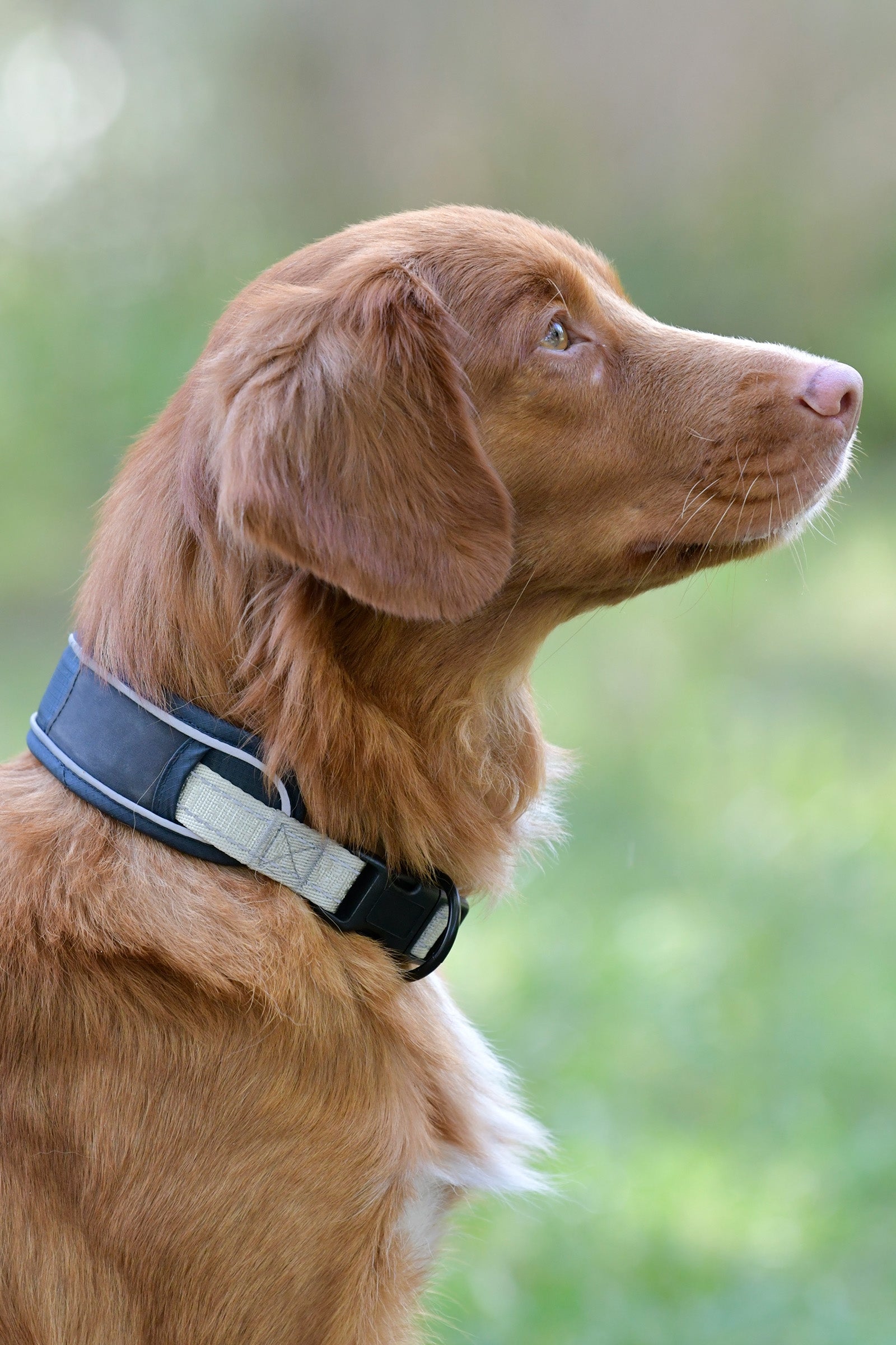 Weatherbeeta Explorer hundehalsbånd Hund