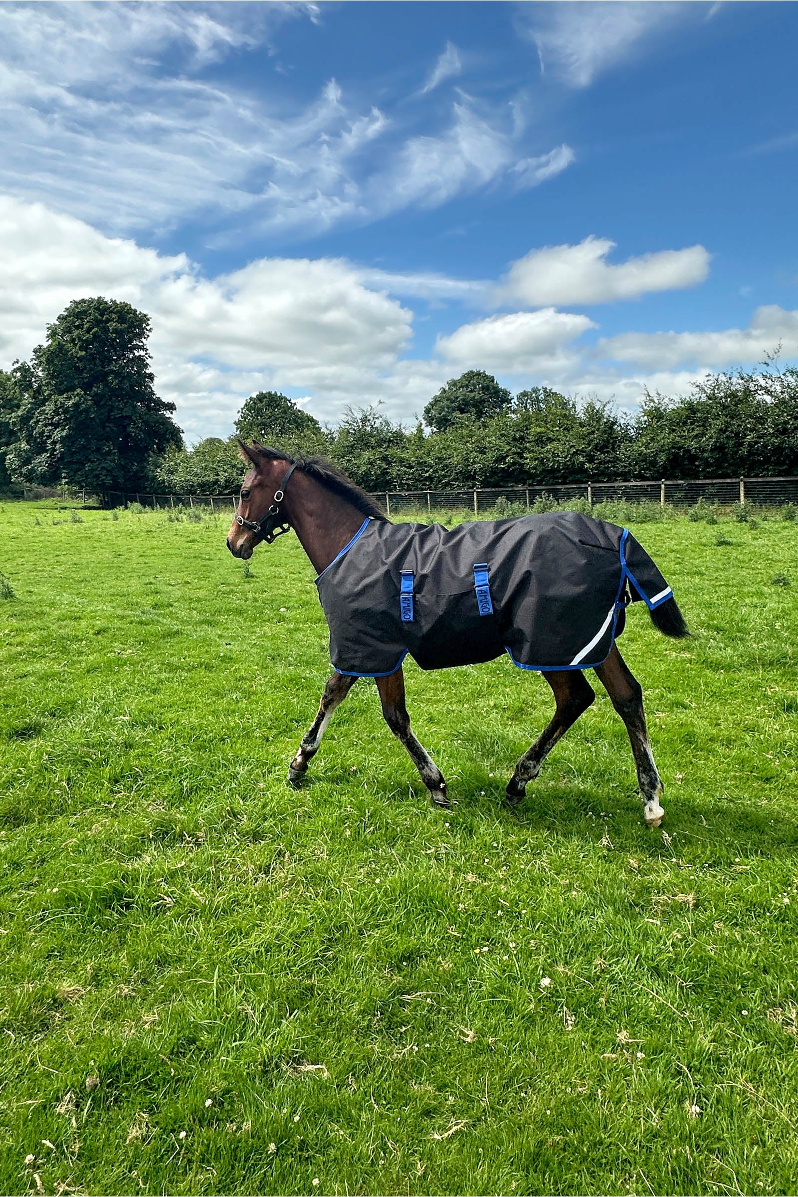 Horseware Amigo Ripstop 900D Foal Turnout 50g Horse Rugs