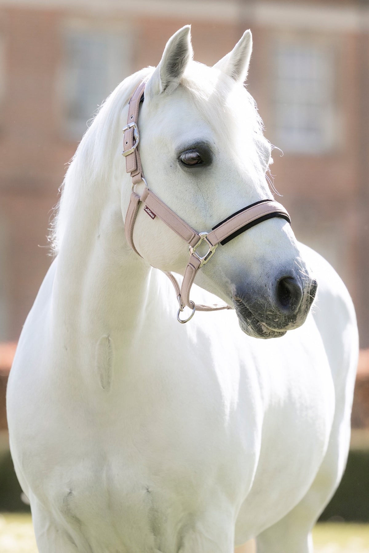 LeMieux Heritage Headcollar Halters & Leads