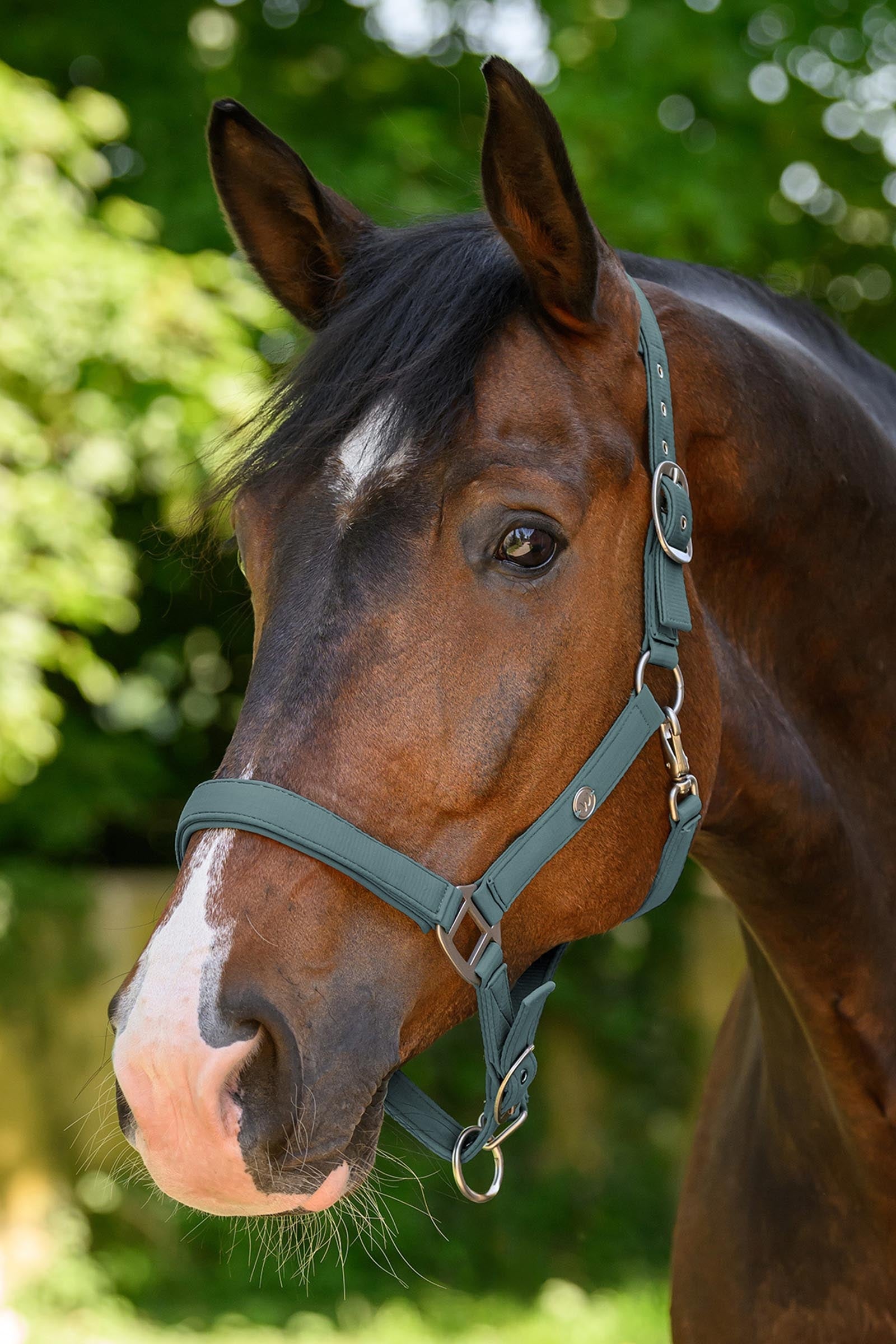 Waldhausen Trinidad Halter Halters & Leads