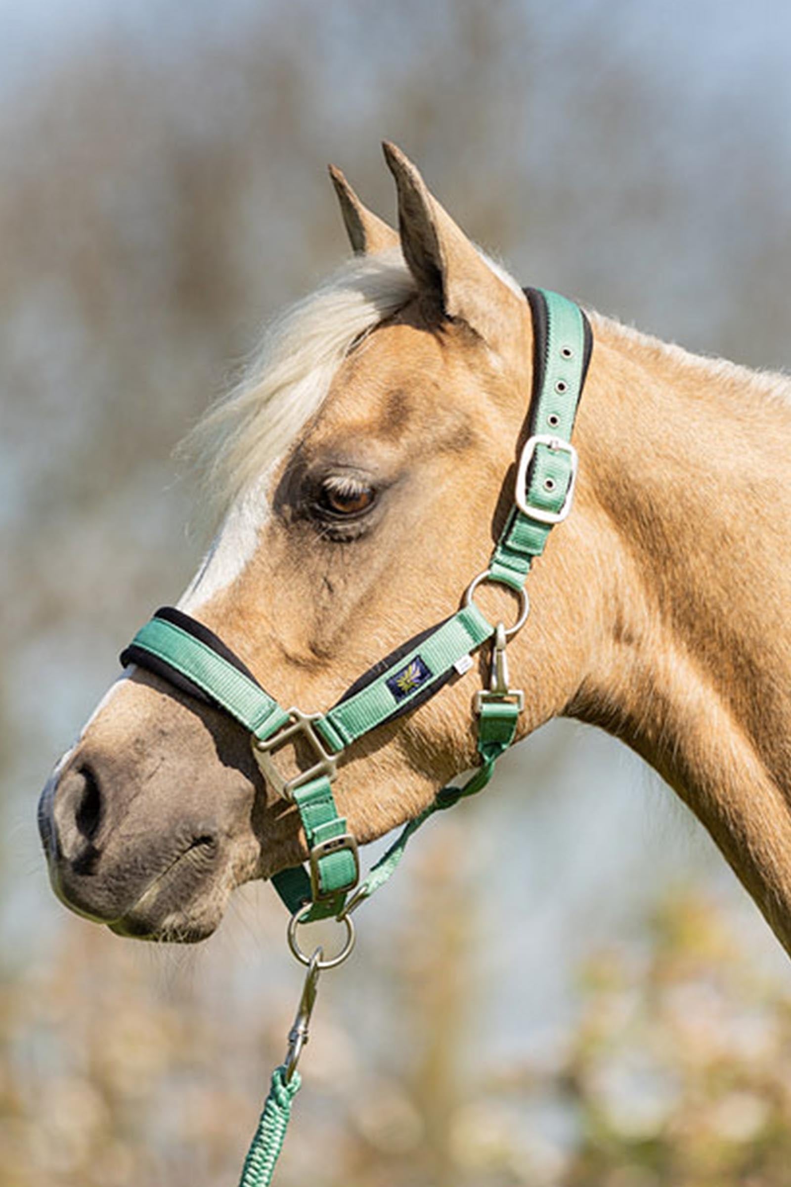 BR Pony / Mini Horse Halter With Lead Halters & Leads