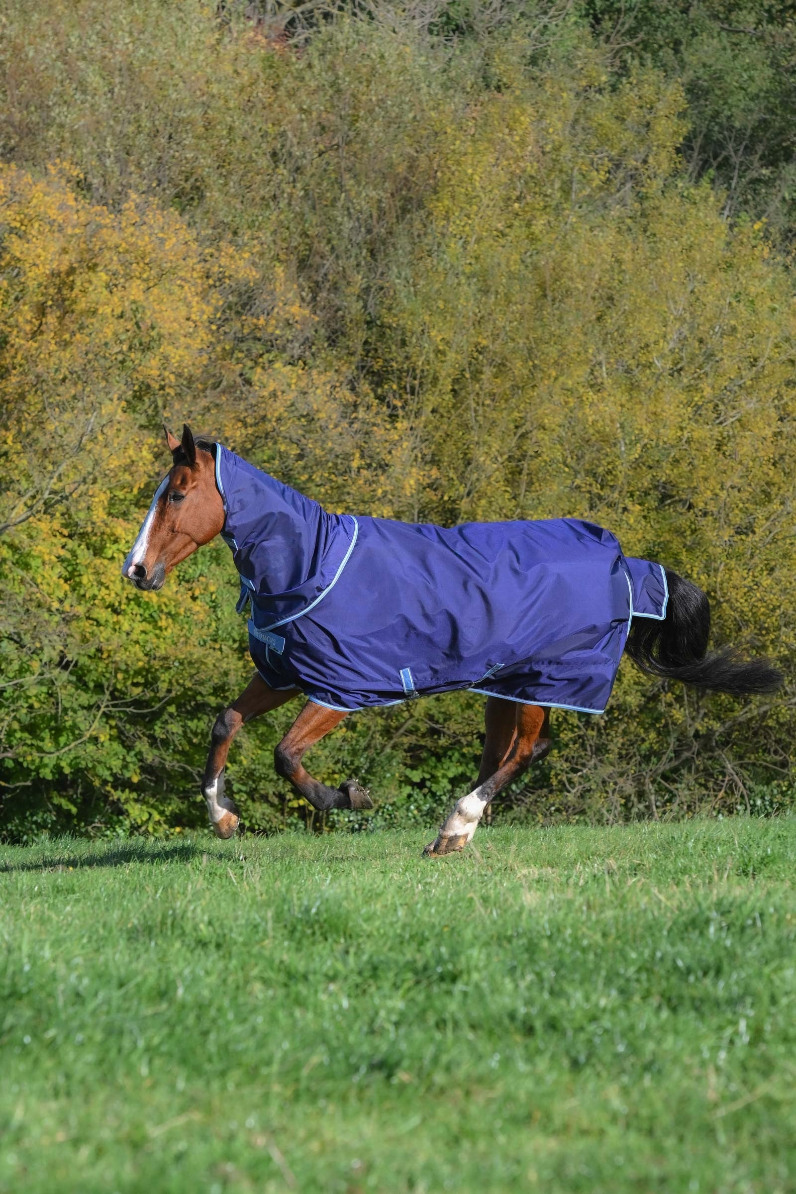 Bucas Atlantic Exclusive Rug & Neck, 150 g Hestedækken