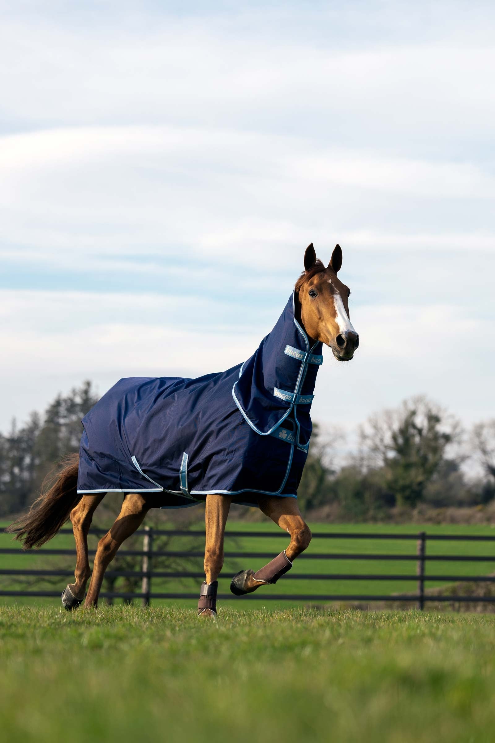 Bucas Atlantic Exclusive Rug & Neck, 150 g Horse Rugs
