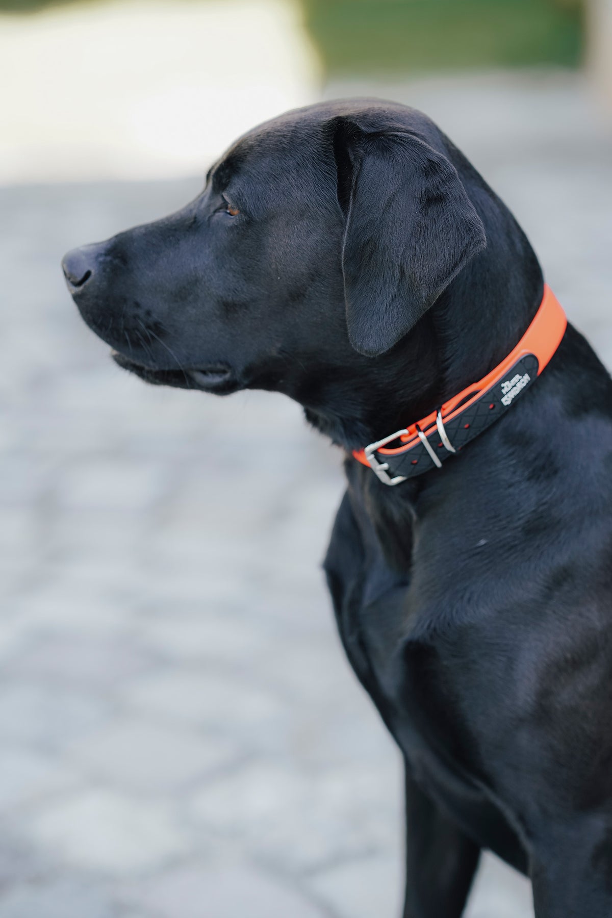 Eskadron Hunter x ESKADRON SPARK Dog Collar Dog Accesories