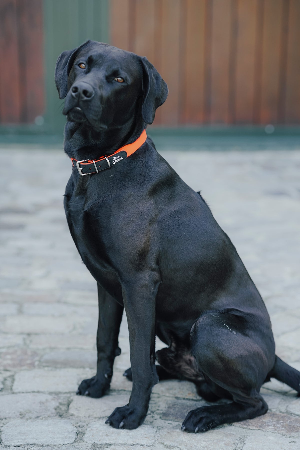 Eskadron Hunter x ESKADRON SPARK Dog Collar Dog Accesories