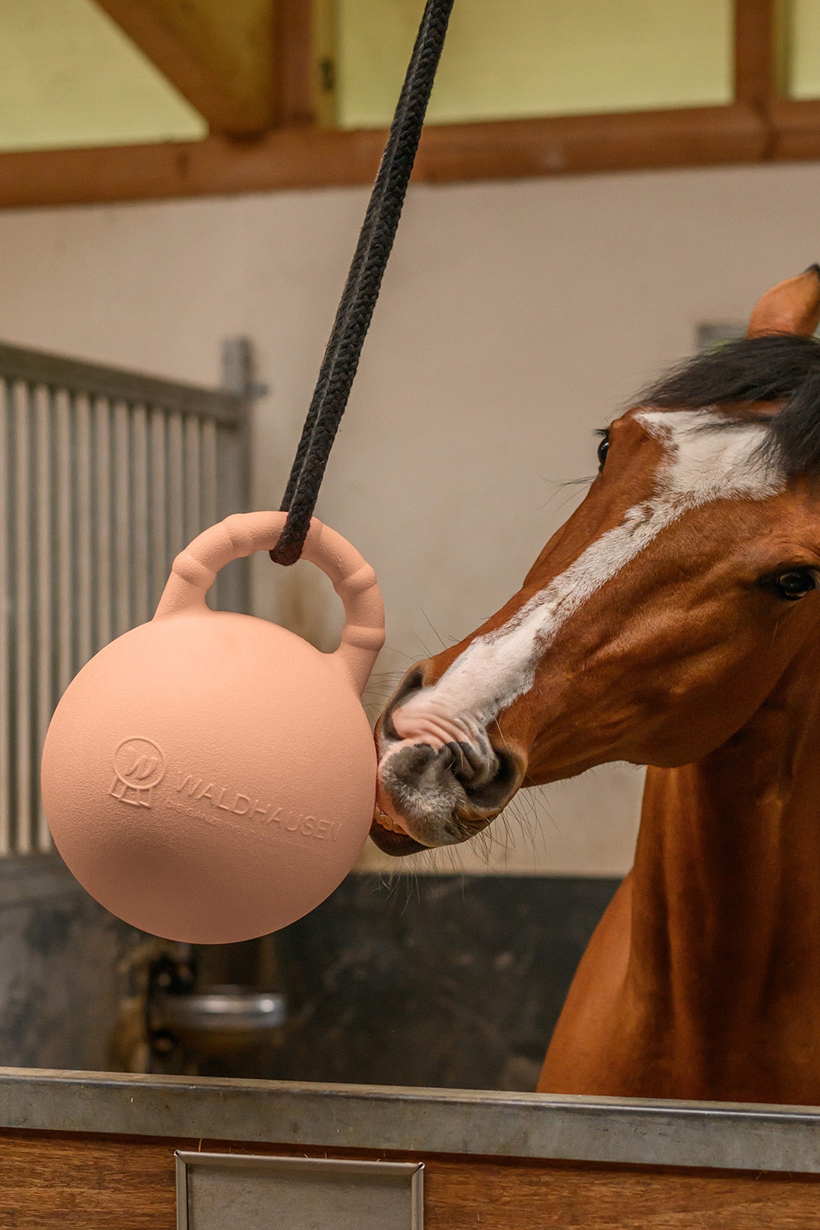 Waldhausen Fun Ball Horse Toys & Riding Arena Supplies