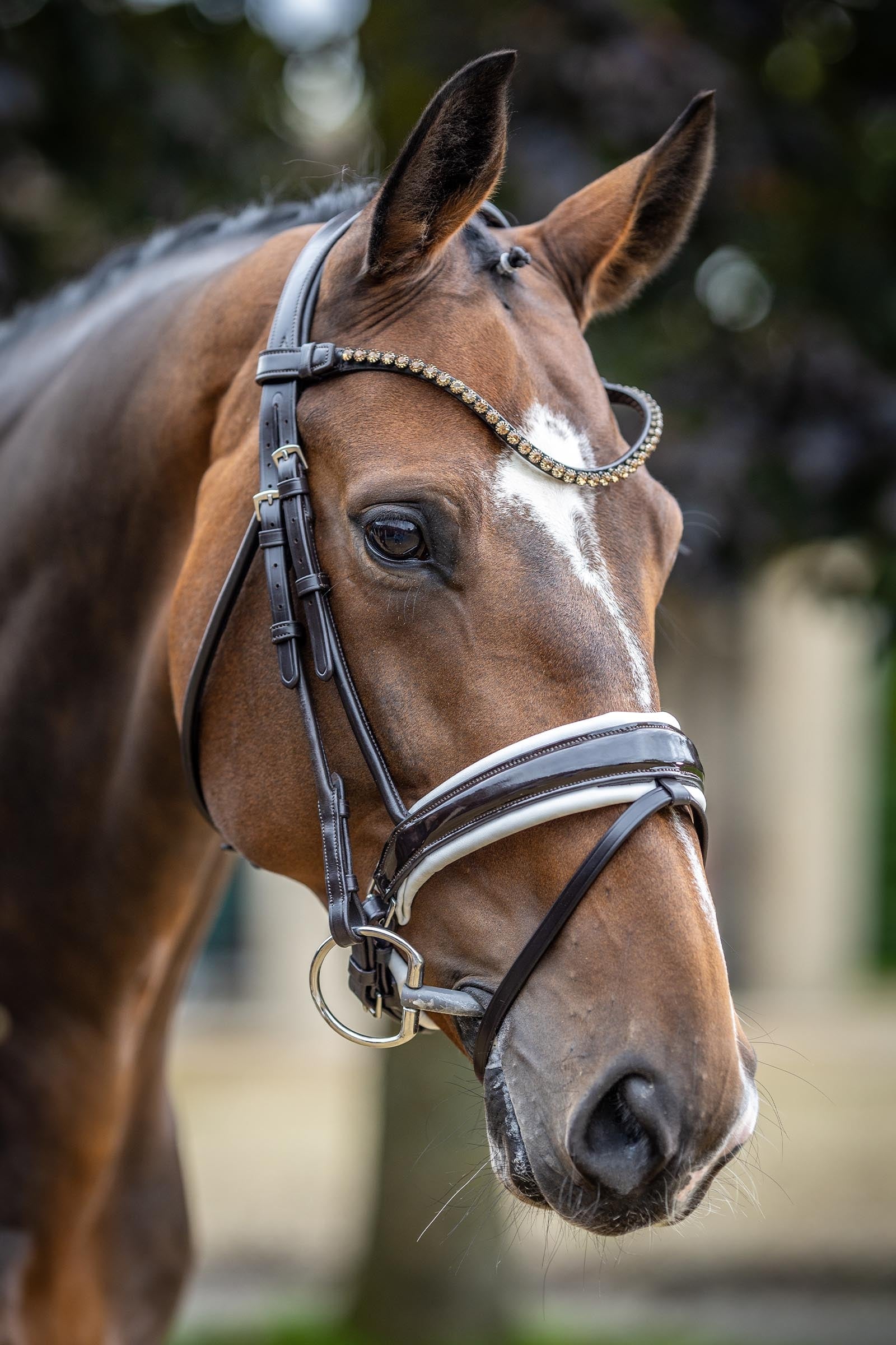 LeMieux Kudos Patent Dressage Bridle Bridles & Reins