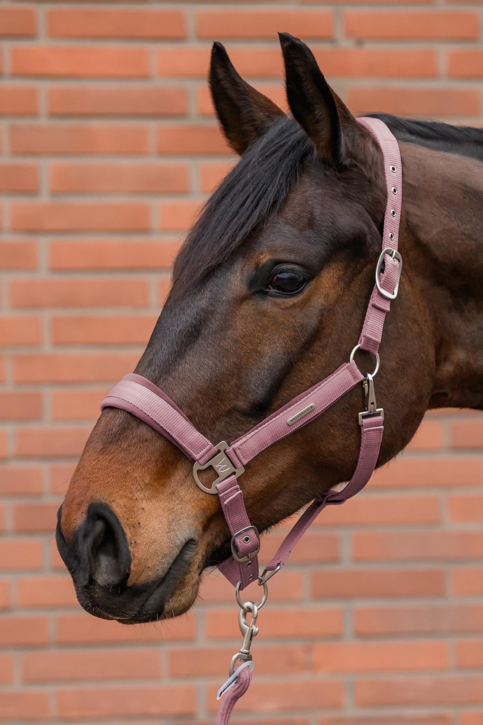 Waldhausen Velvet Halter and Lead Rope Set Halters & Leads