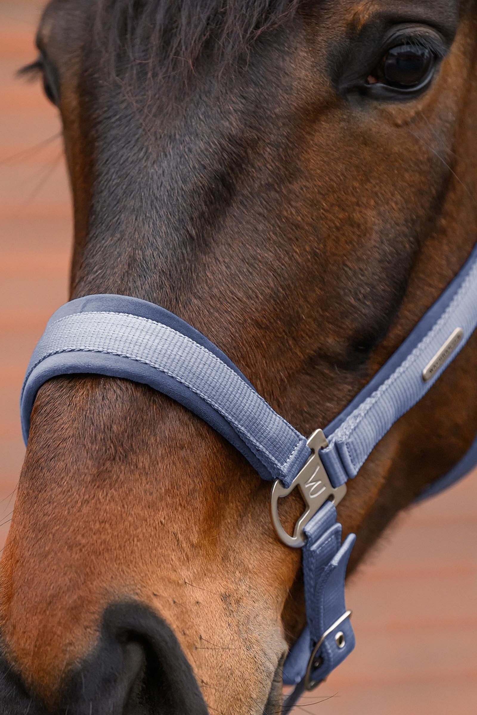 Waldhausen Velvet Halter and Lead Rope Set Halters & Leads