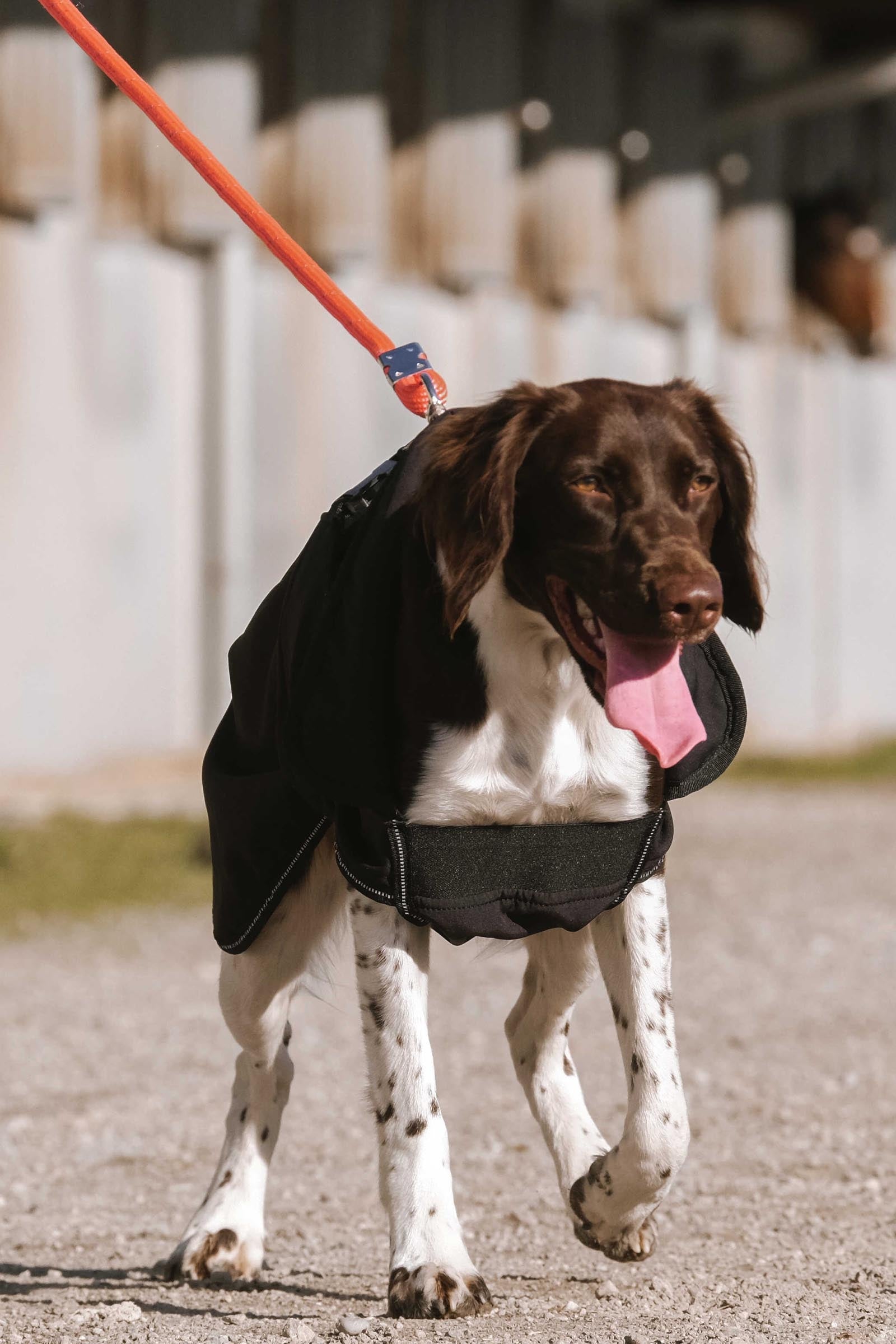 Equi Theme EQUITHÈME Softshell Dog Rug Dog Accesories