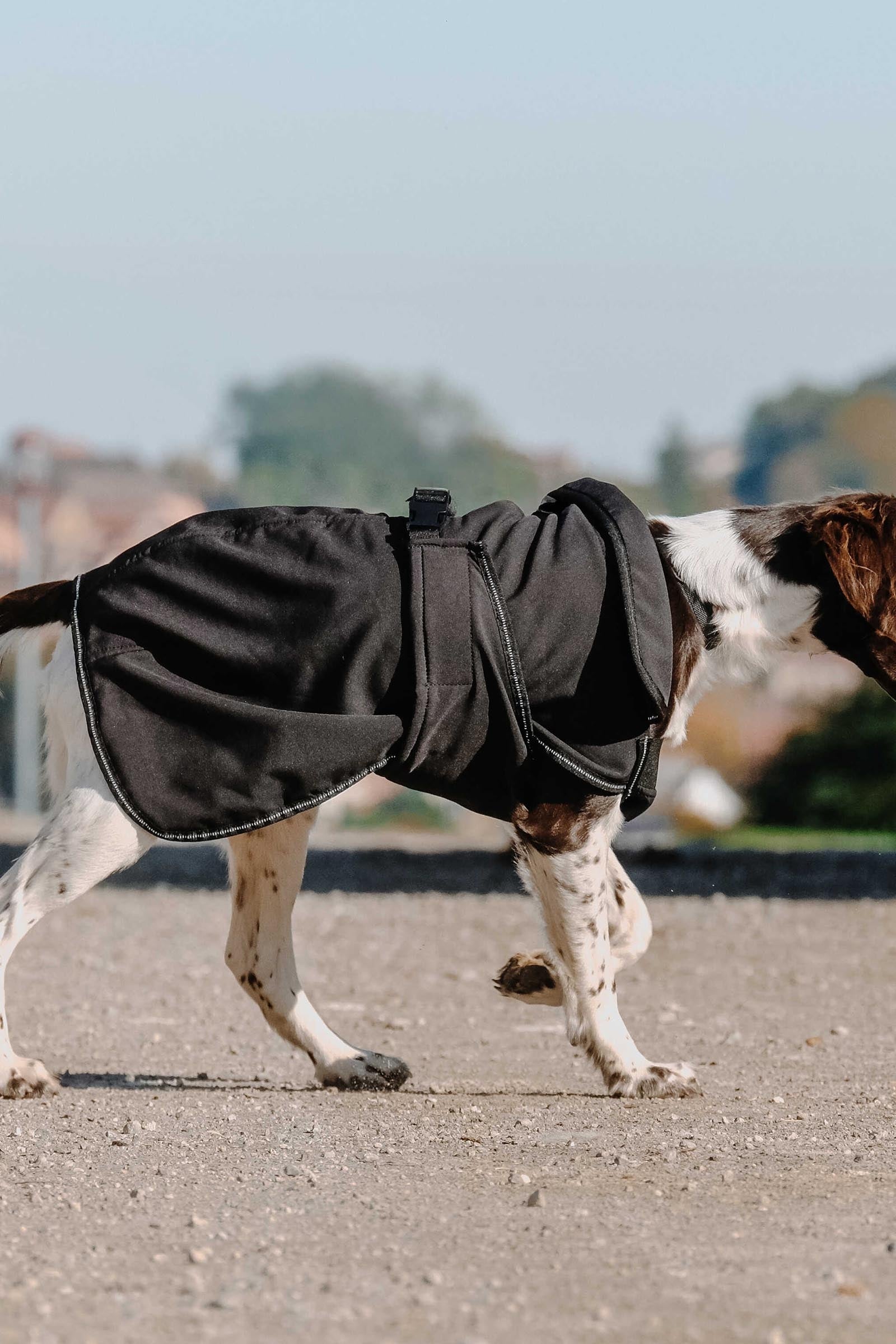 Equi Theme EQUITHÈME Softshell Dog Rug Dog Accesories