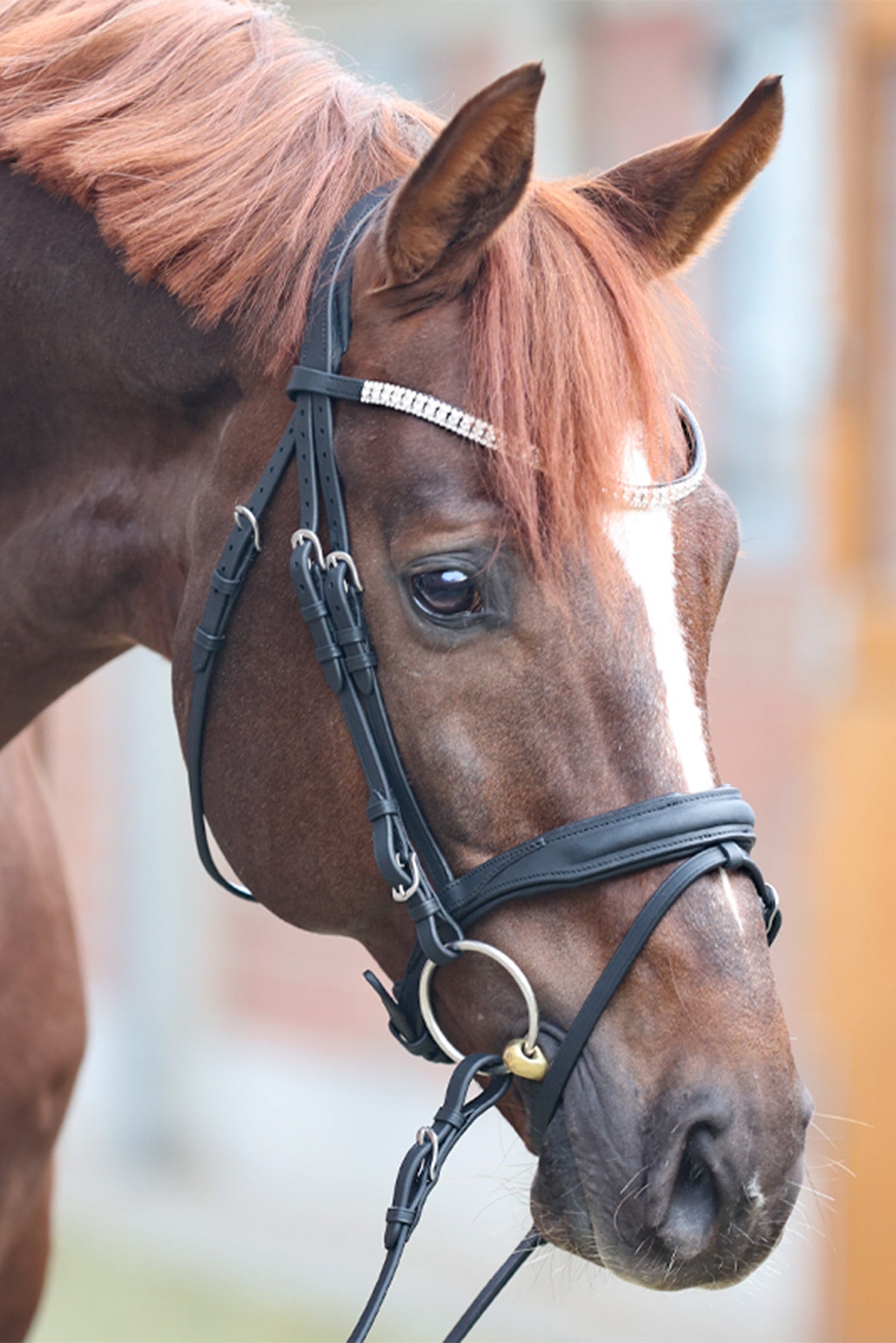 Kavalkade Everness Bridle Bridles & Reins