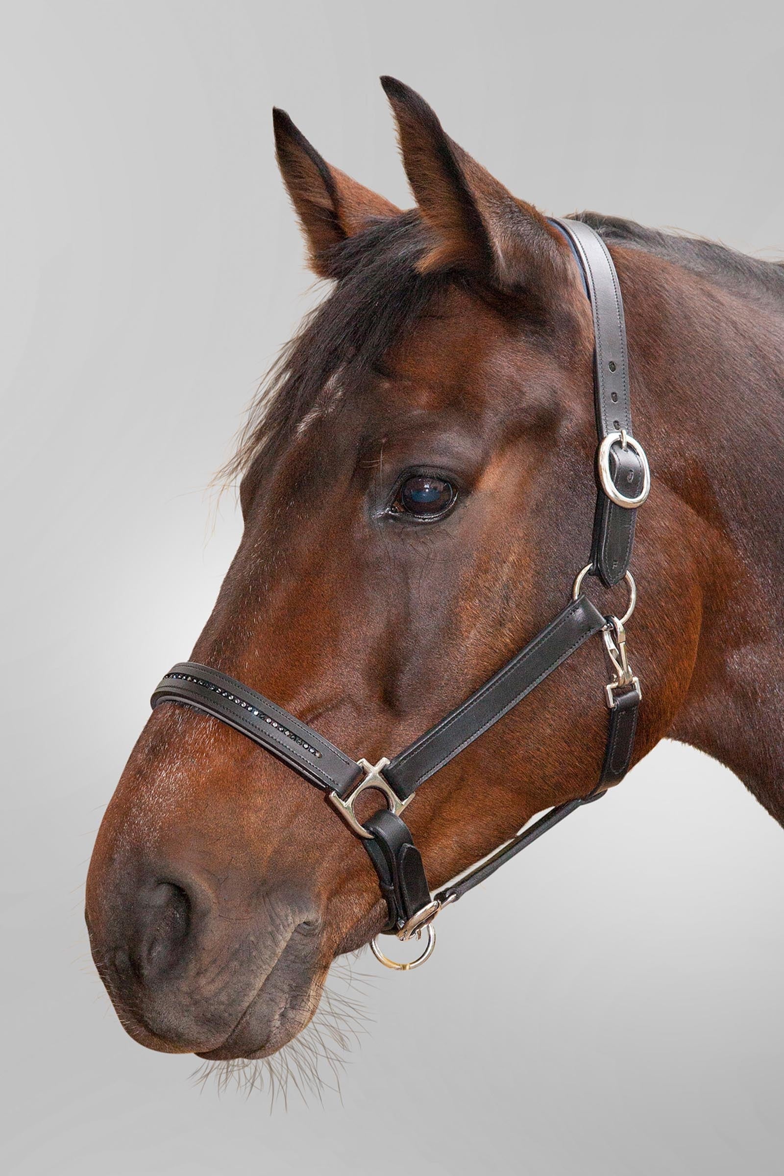 Star Leather Halter Diamond Halters & Leads