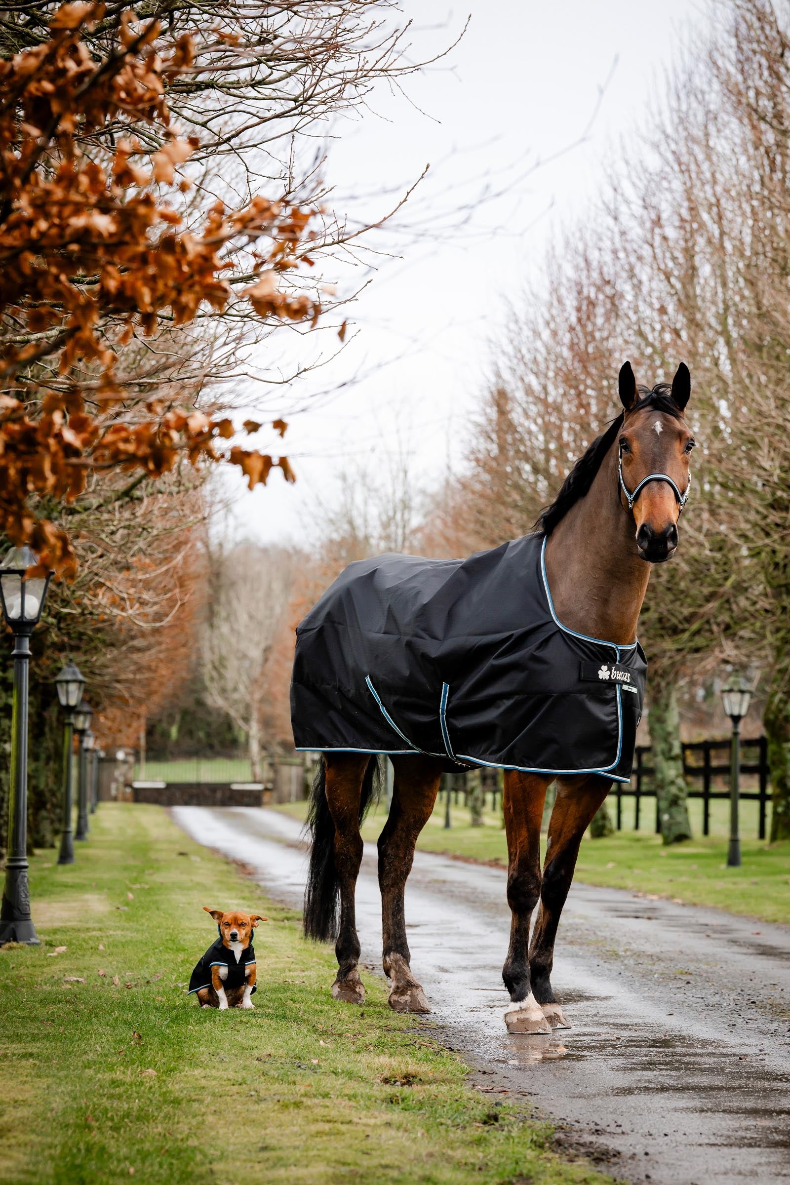 Bucas Anniversary Light SD Turnout Rug, 150g Horse Rugs