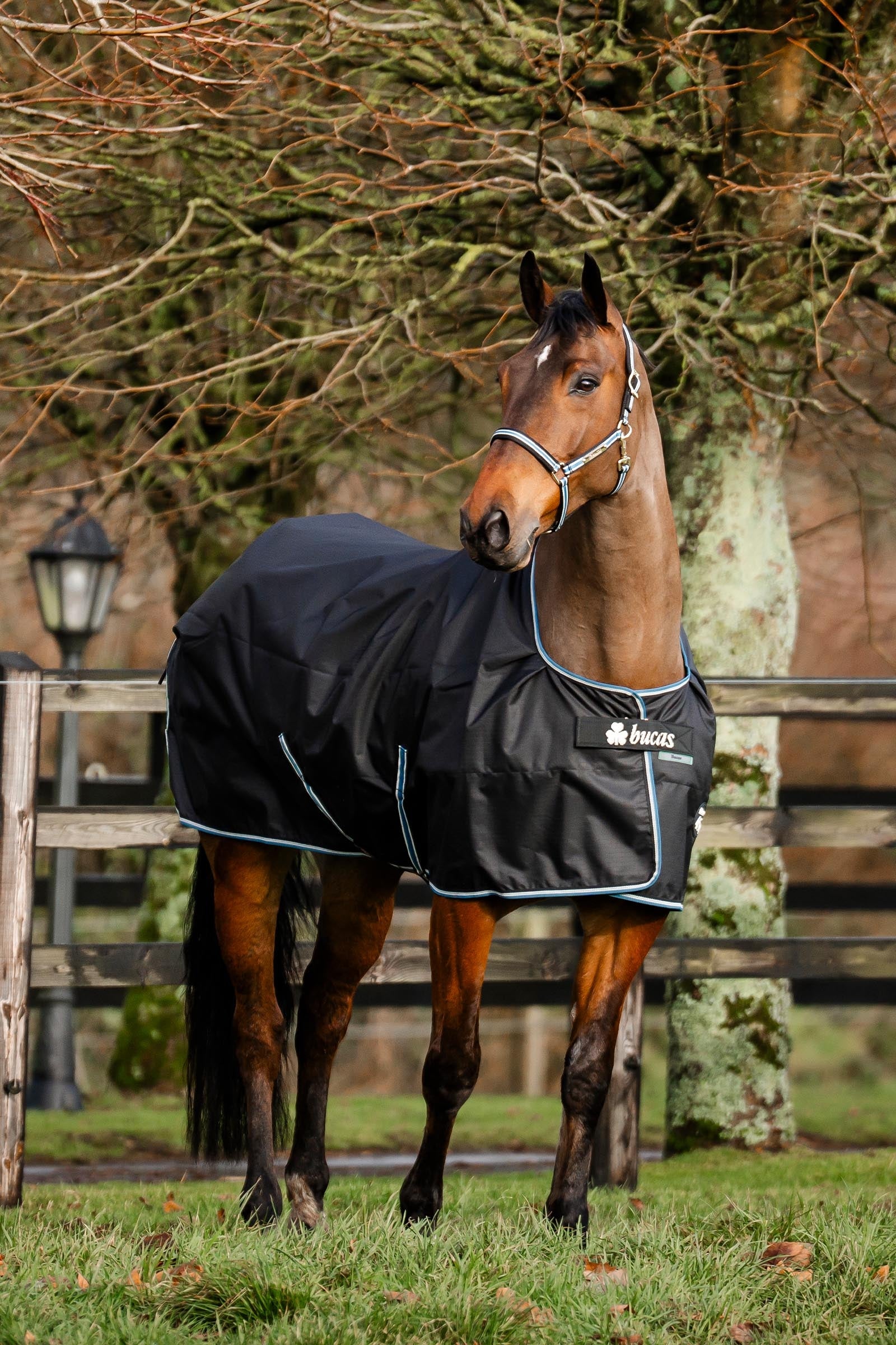 Bucas Anniversary Light SD Turnout Rug, 150g Horse Rugs