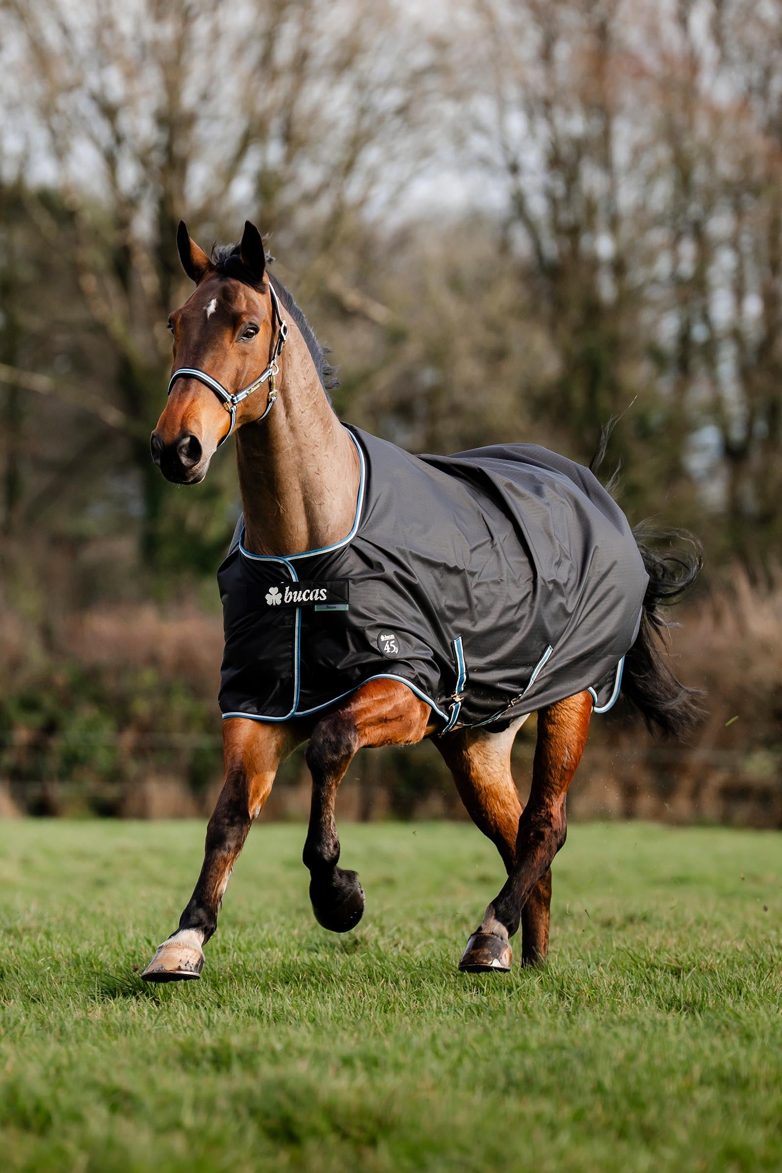 Bucas Anniversary Light SD Turnout Rug, 150g Horse Rugs