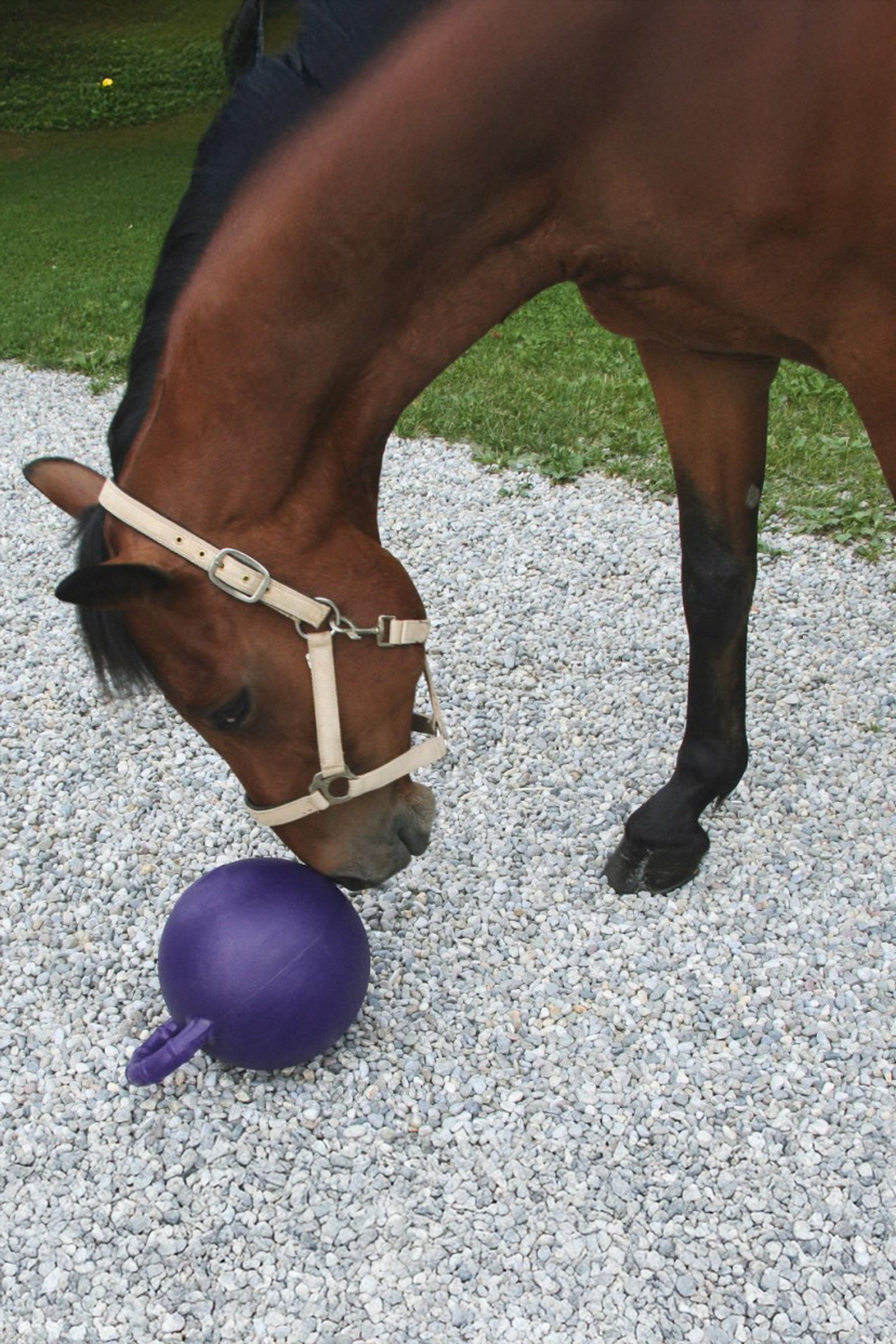 Kerbl Play ball for Horses, Apple flavour Stable Equipment