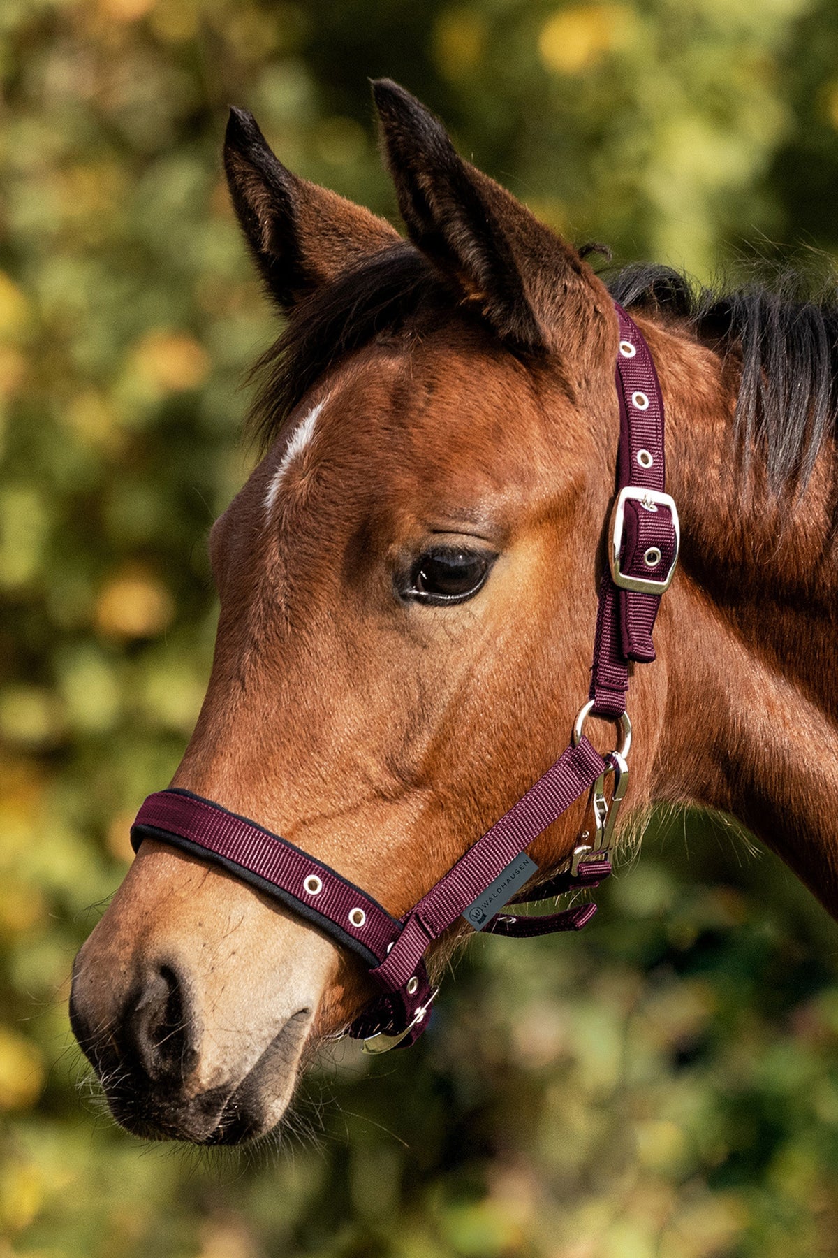Waldhausen Foal Comfort Halter Pony & Shetland Tac